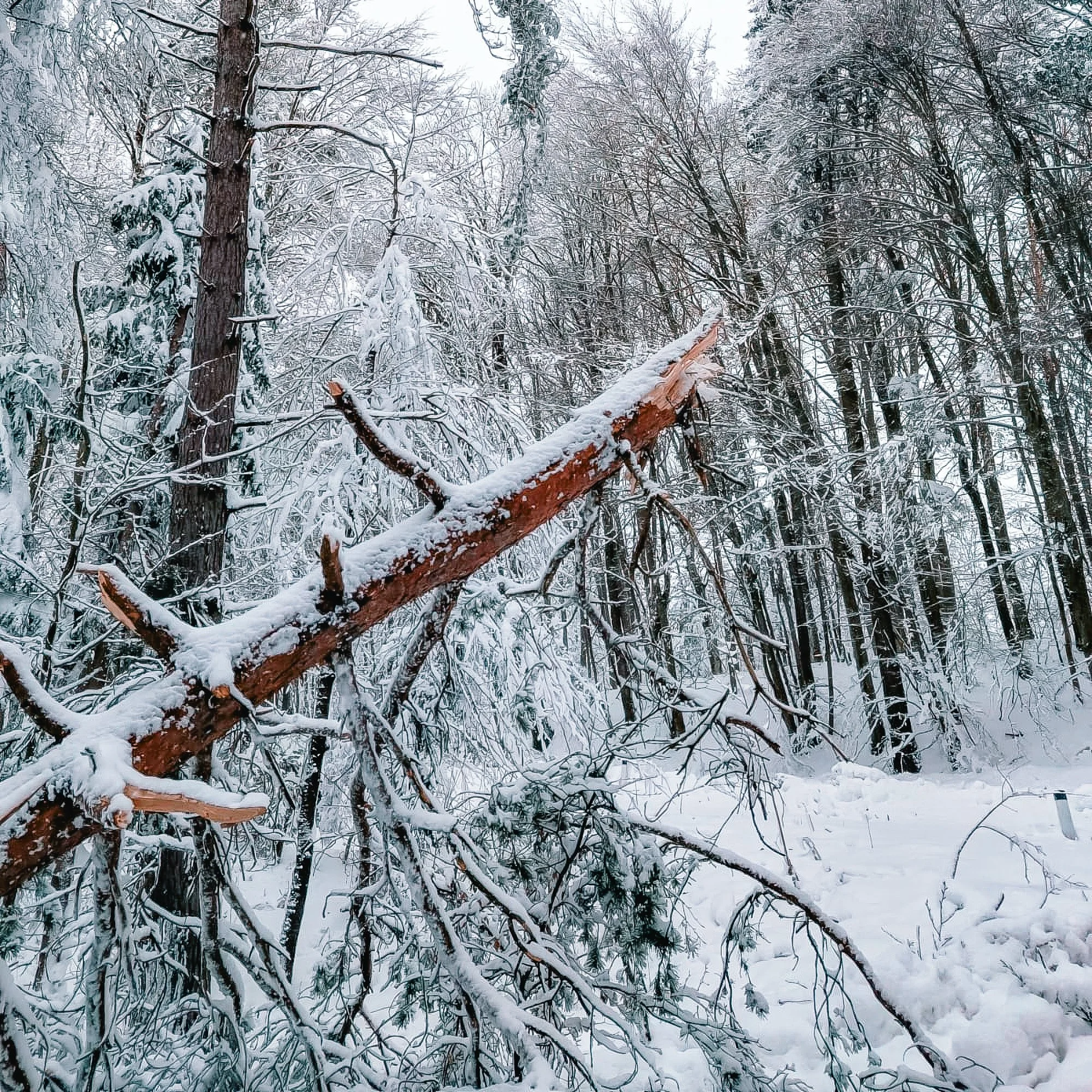 Schneebruch Feldbach 2026 AT Alert-1017.jpg