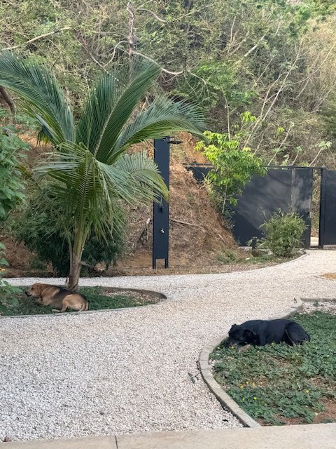 Two dogs lying on the ground near a large palm tree and bushes, with a gravel pathway and a black fence in the background.