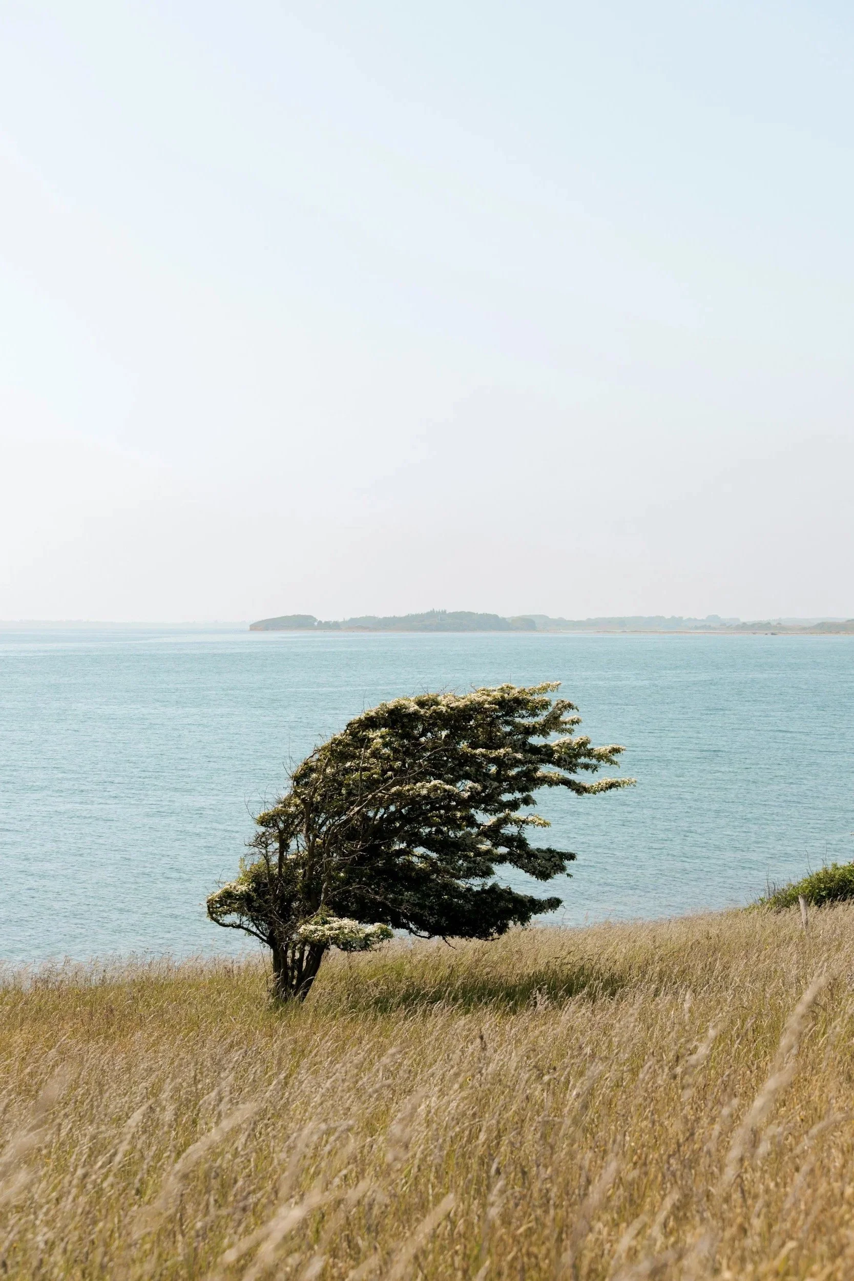 A windswept tree perched on a hill above a large body of water.