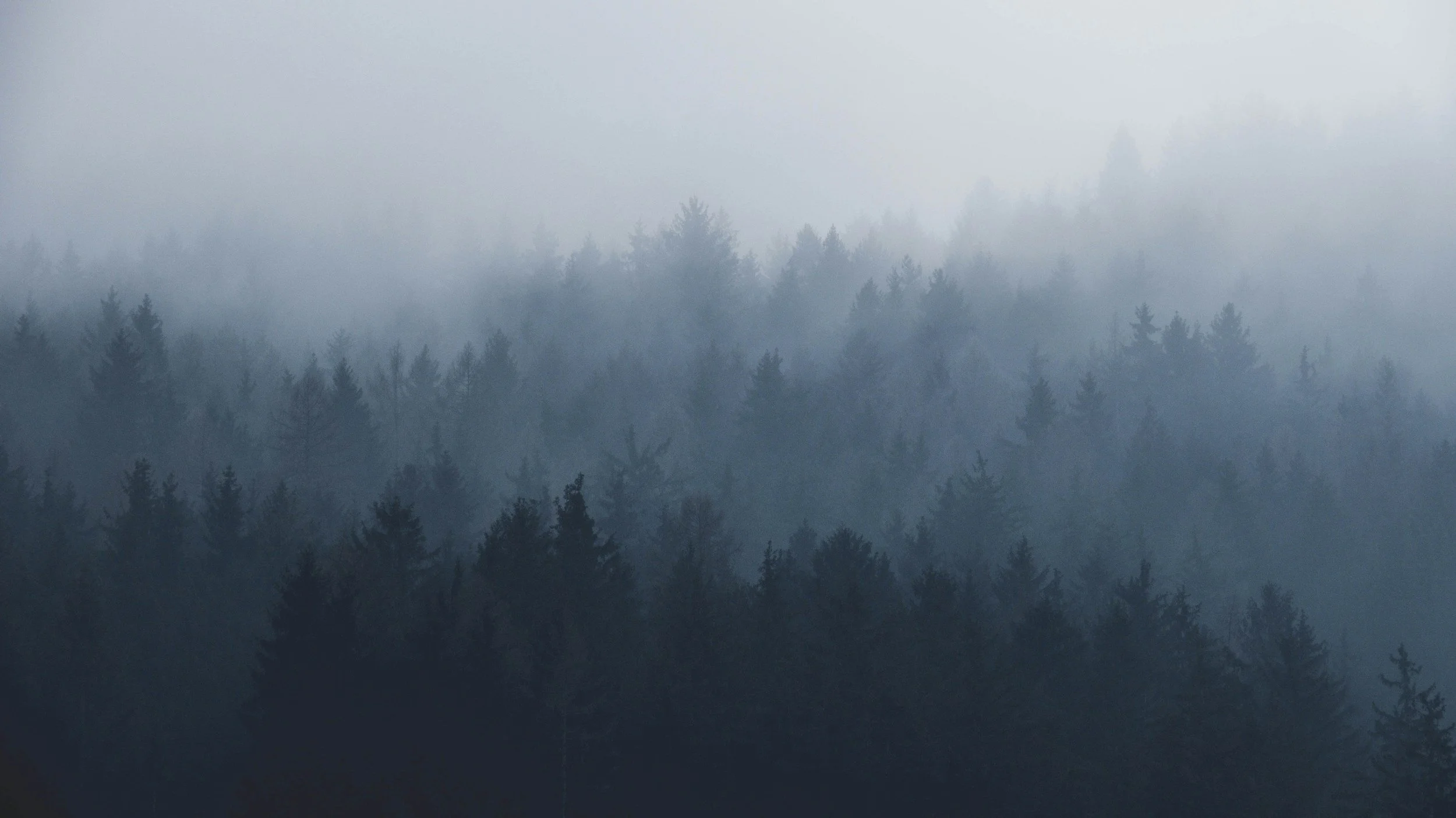 Densely packed trees scaling at mountain, covered in fog.