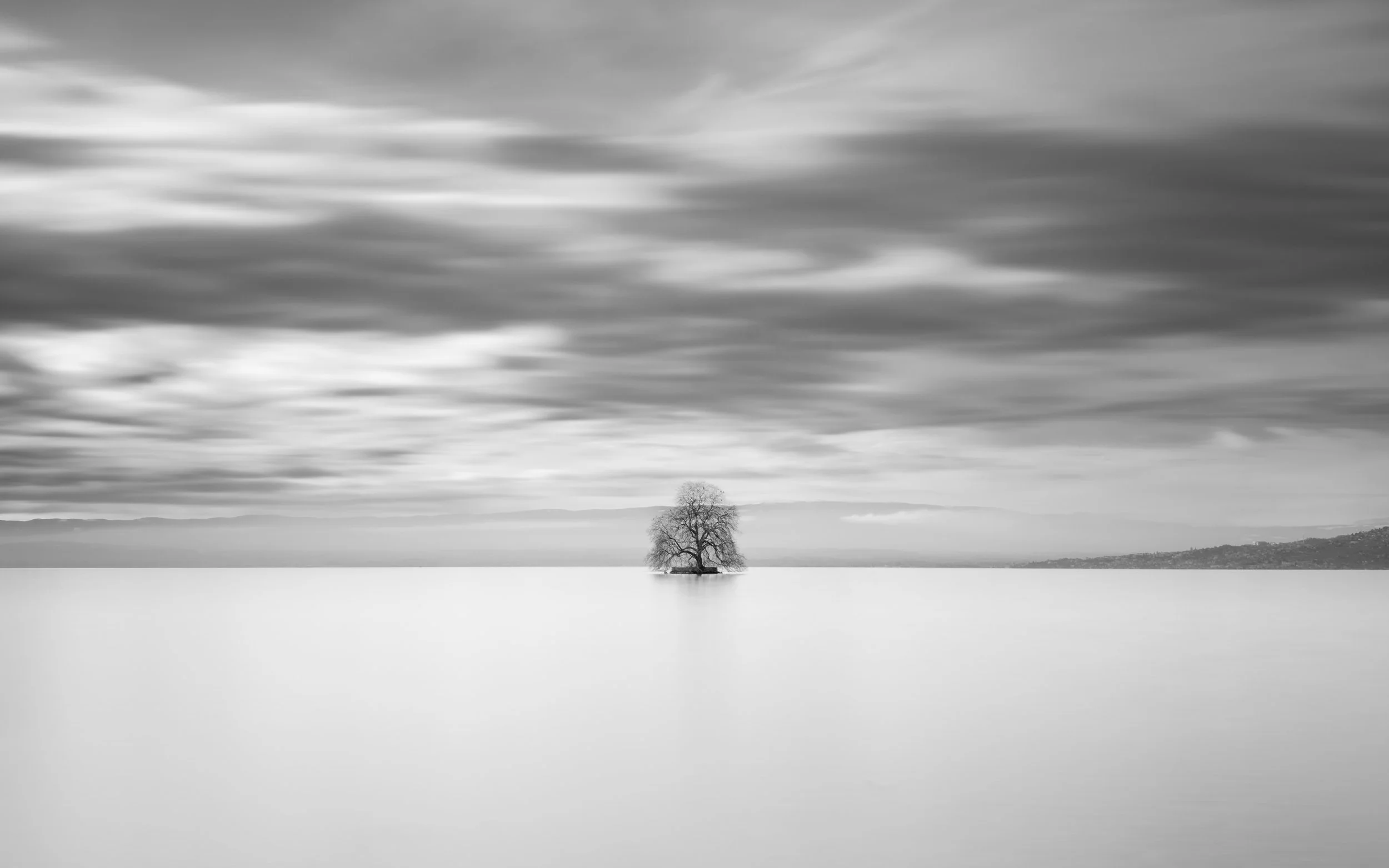 2026arbre lac léman.jpg