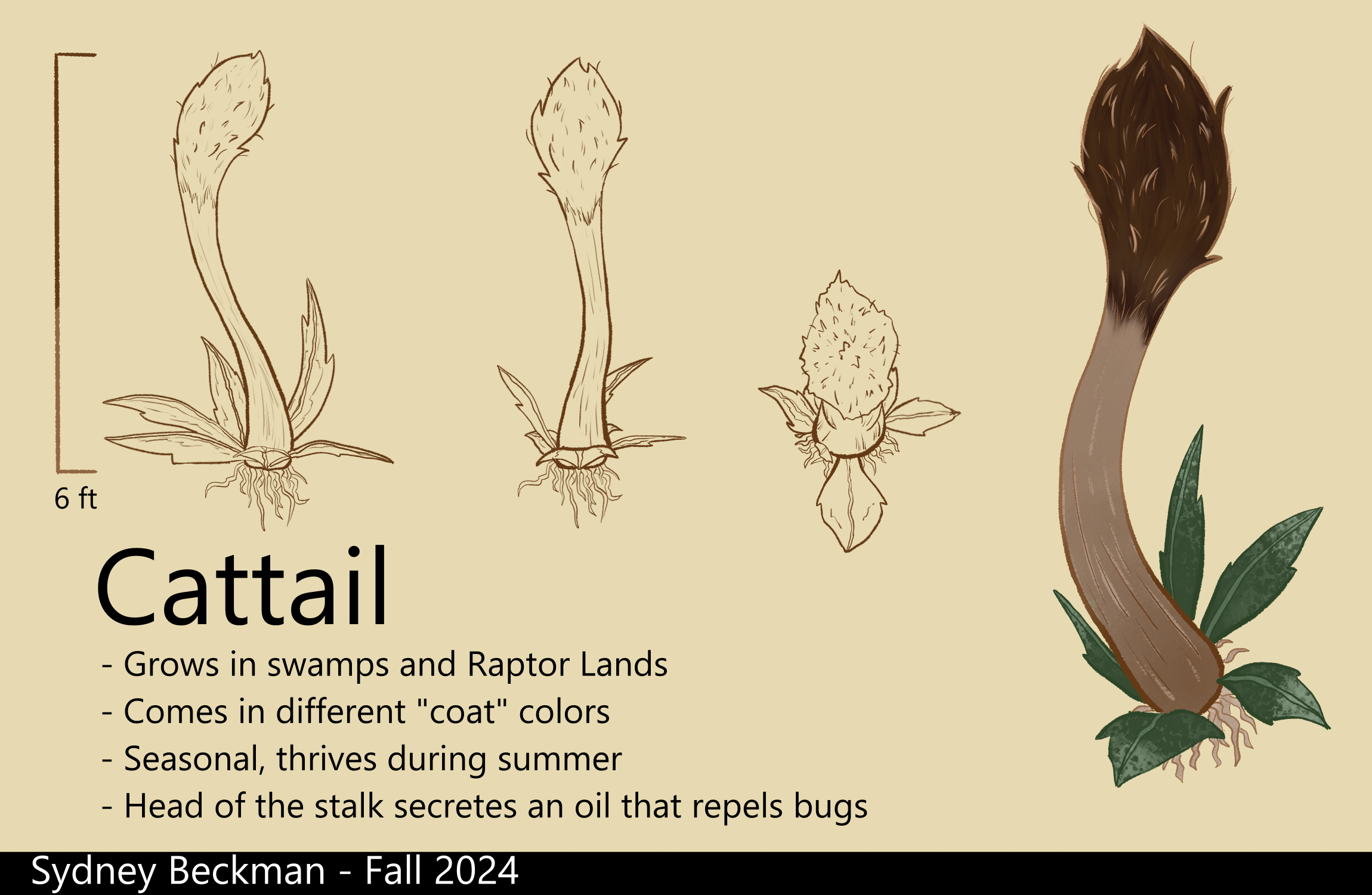 Cattail Concept Sheet