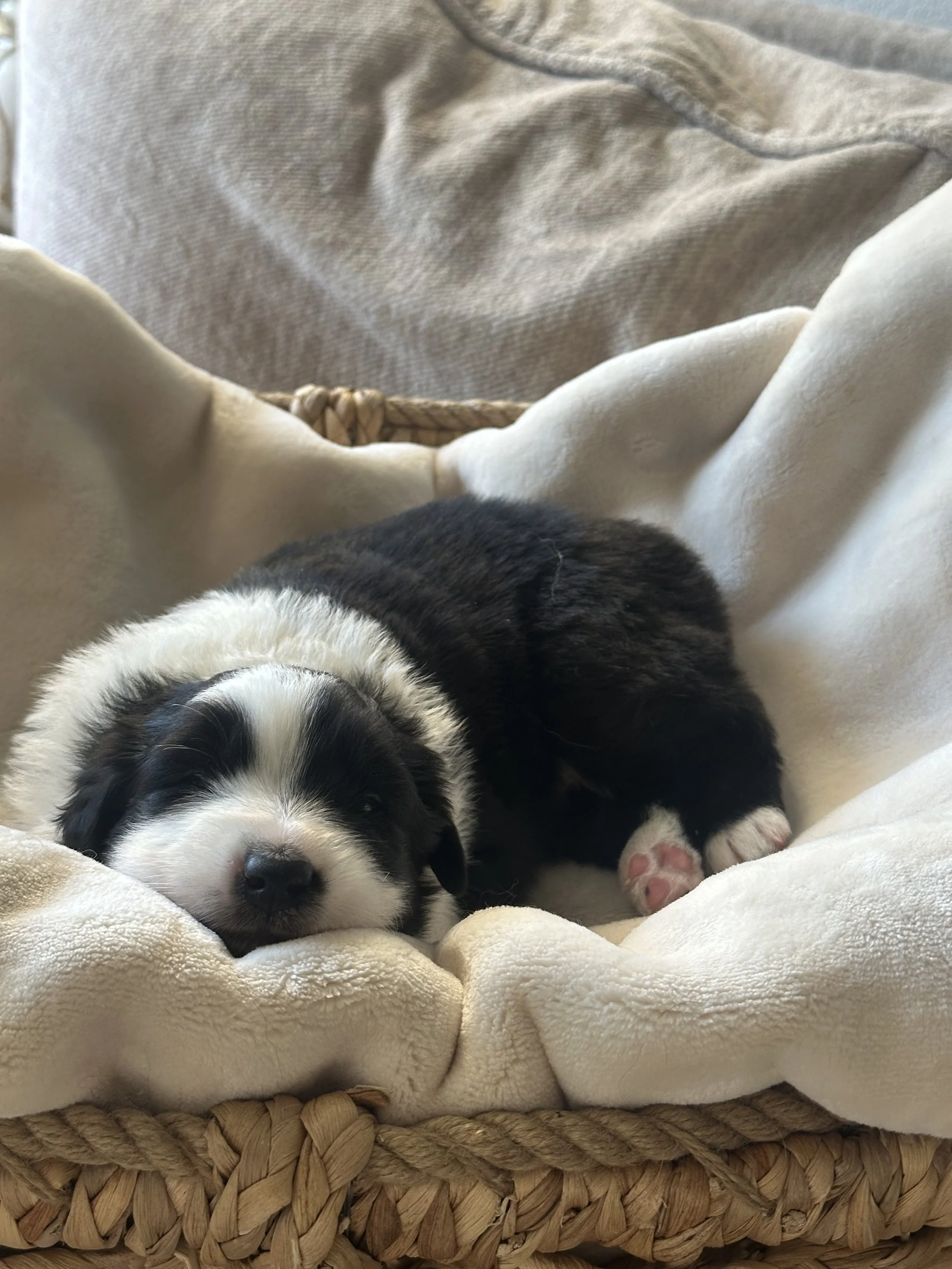 Americano Day 19.jpg