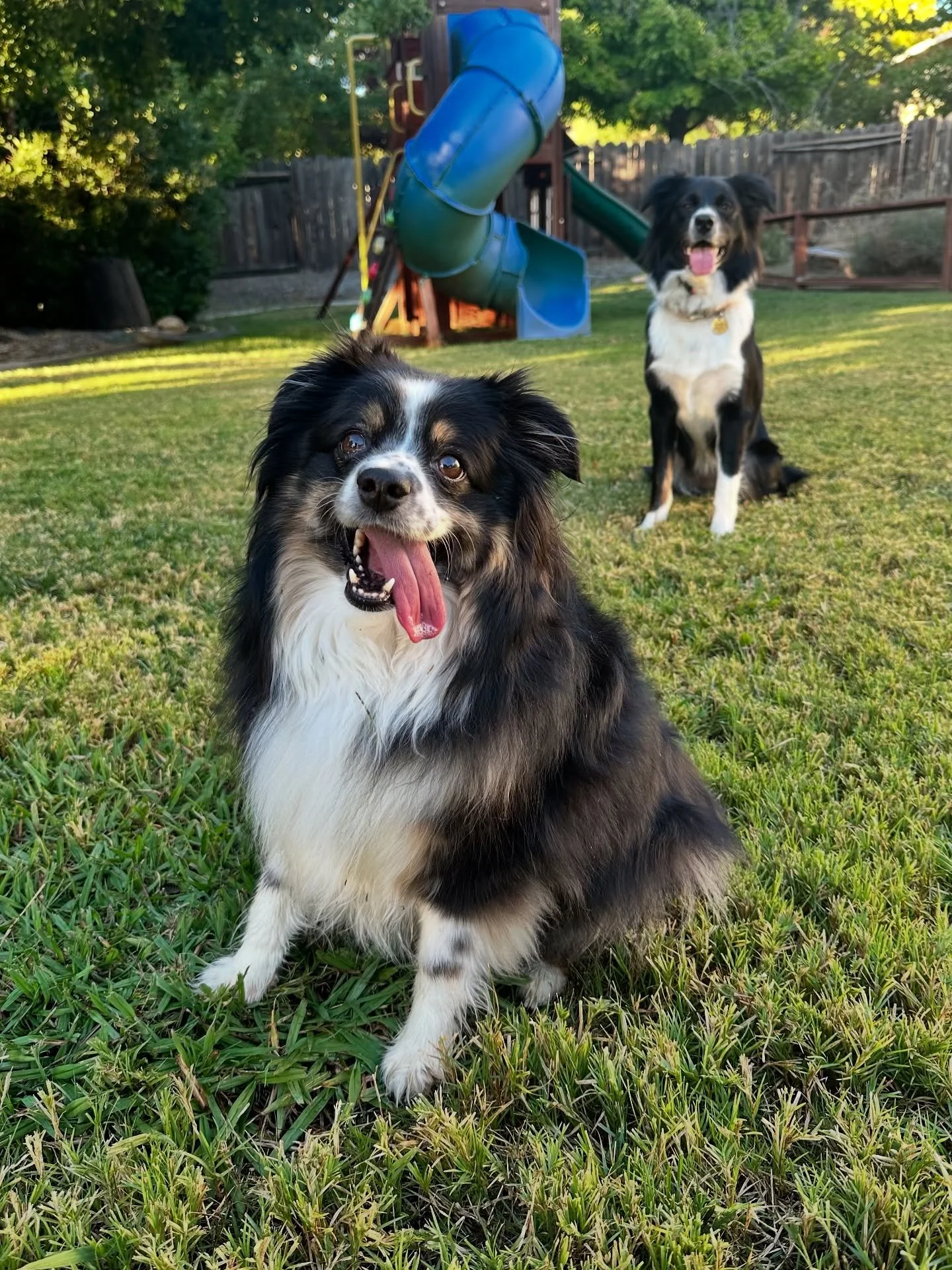 🐾 Who else is this pumped it&rsquo;s International Dog Day??

#aussiesoﬁnstagram #internationaldogsday #drummondaussies #aussieshepherd