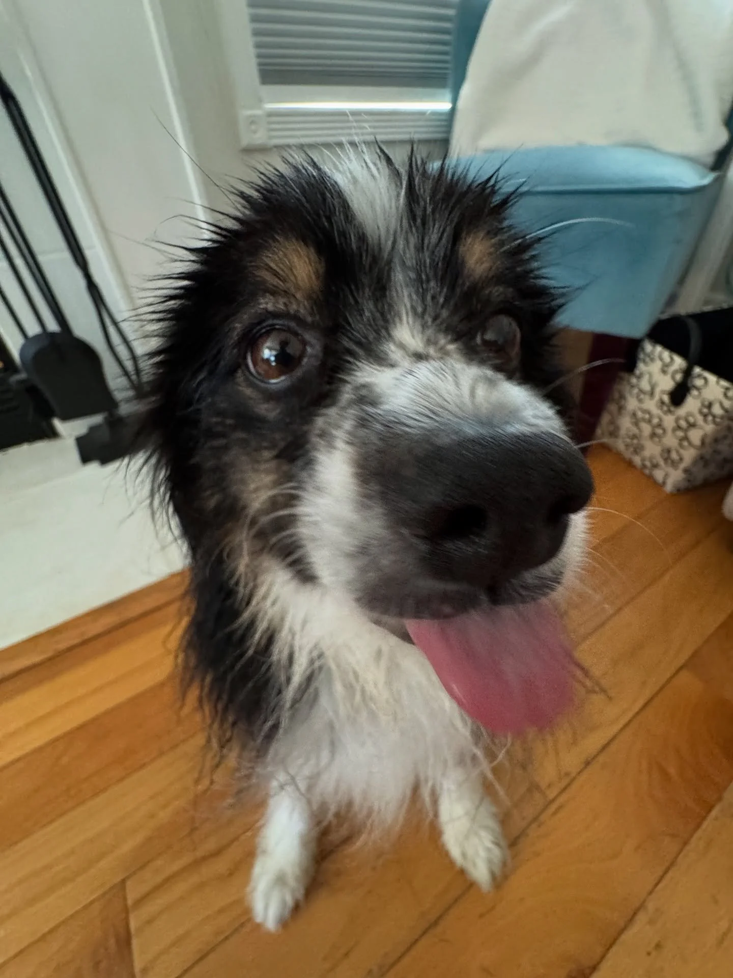 Bathtime woahs and jumping on the .5 trend 2-years late 🐾🐶🫧 #dogsofinstagram #aussiesoﬁnstagram #australianshepherd