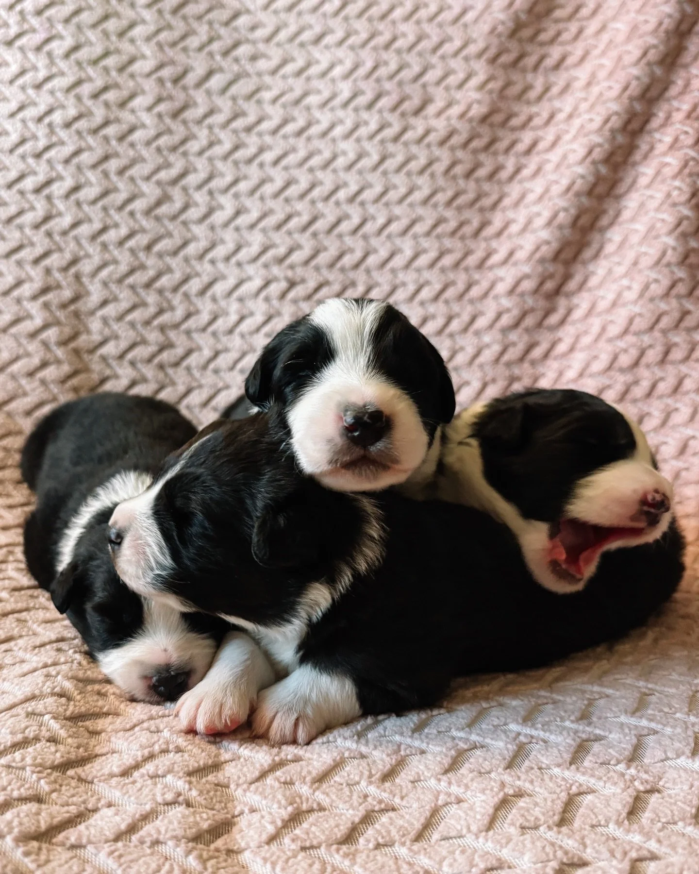 NEW PHOTOS ARE UP!! Cuteness level is off the charts!! 🐾

Their eyes should be opening any day now too!! 

drummondaussies.com/litters

#drummondaussies #australianshepherd #aussiepuppy #blacktriaussie  #puppylove #puppycuteness #puppyoftheday  #dog