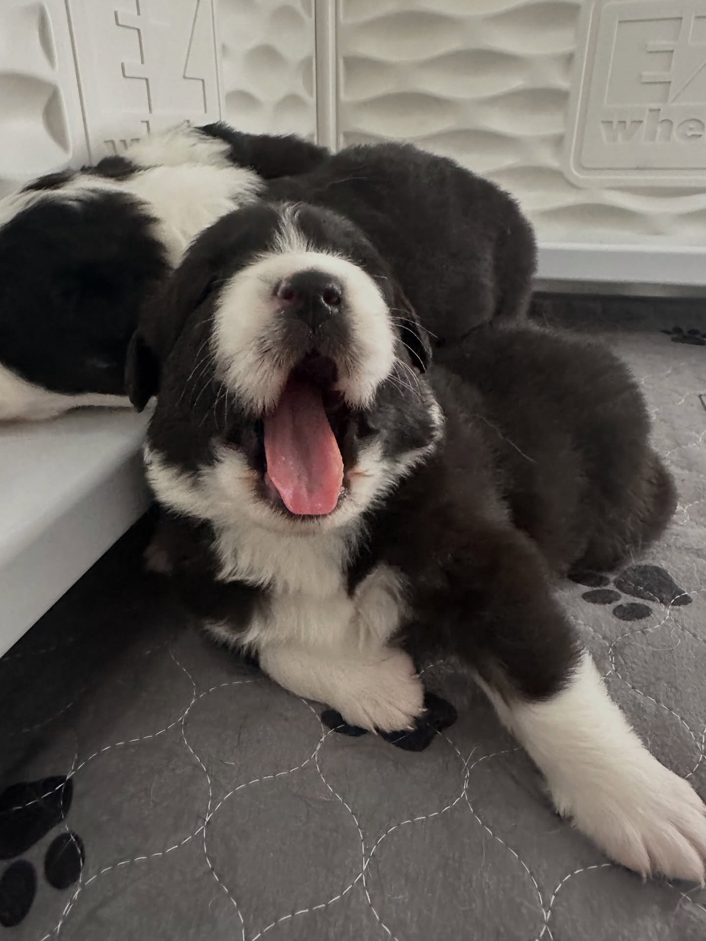 When your tongue is 30% of your body weight. 🫠🐾

drummondaussies.com/litters 

#australianshepherd #aussiepuppy #blacktriaussie #drummondaussies 
#puppylove #cutepuppy #puppyoftheday #dogsofinstagram 
#puppycuteness #trendingpuppy #fyp #puppyvibes 