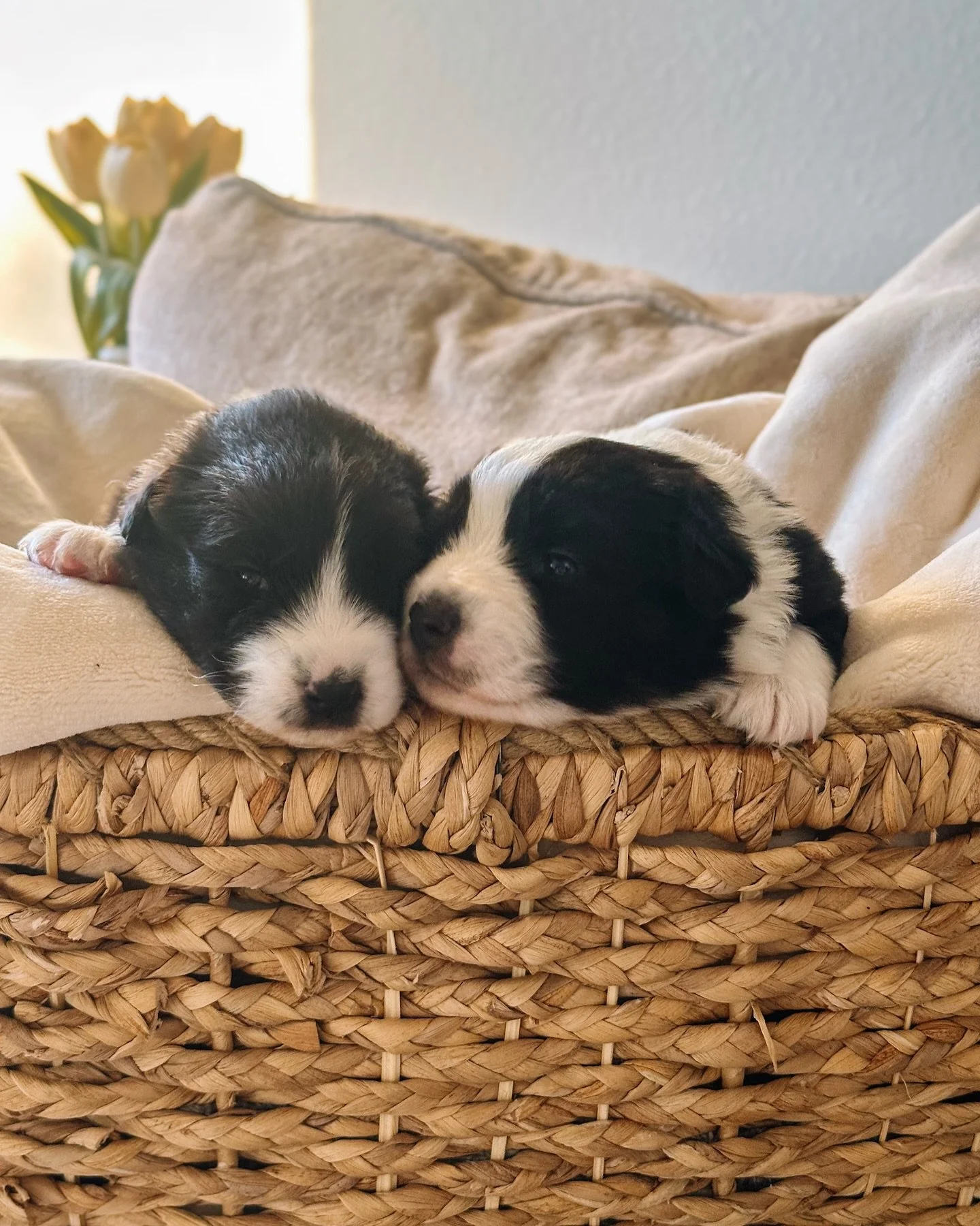 Built-in best friends since day one. 💕🐾🐾

drummondaussies.com

#australianshepherdsofinstagram #aussiemoments #aussiesofig 
#drummondaussies #blacktriaussie #aussielove #puppygram #weeklyfluff 
#puppylife #doglovers #akcbreederofmerit #akcpurebred