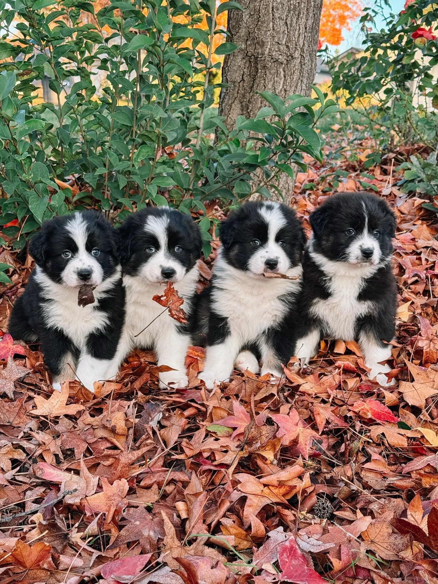 Four little fall babies taking in their very first leaf pile. 🍂🍁🐾

#australianshepherd #aussiepuppy #australianshepherdpuppy 
#australianshepherdsofinstagram #aussiemoments #aussiesofig 
#blacktriaussie #puppyoftheday #cutepuppy 
#puppyavailabilit