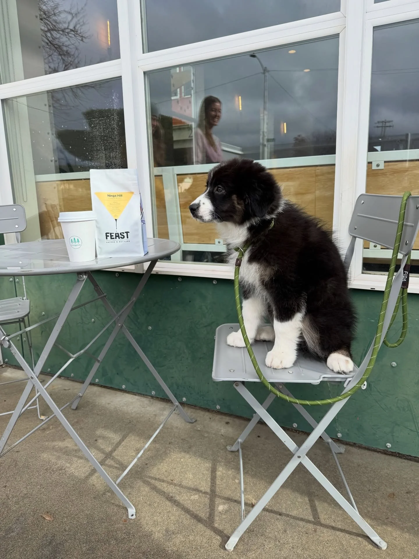 Early outings like this matter.
Learning how to settle, observe, and move through the world with confidence&hellip;.. and a decent coffee!

This little pup is still looking for her forever family 🐾

#ethicalbreeder #aussiesofinstagram #availablepupp