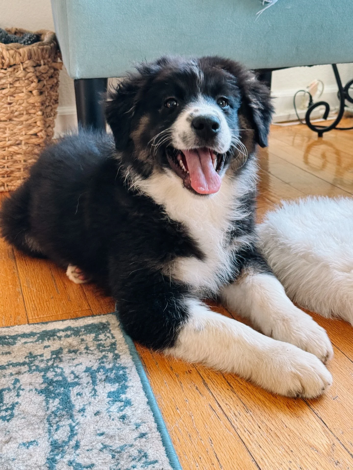 The most tender, sweet, playful, cuddly puppy you&rsquo;ll ever meet&hellip;. and she&rsquo;s still looking for her forever home 🐾

#ethicalbreeder #australianshepherd #availablepuppy
