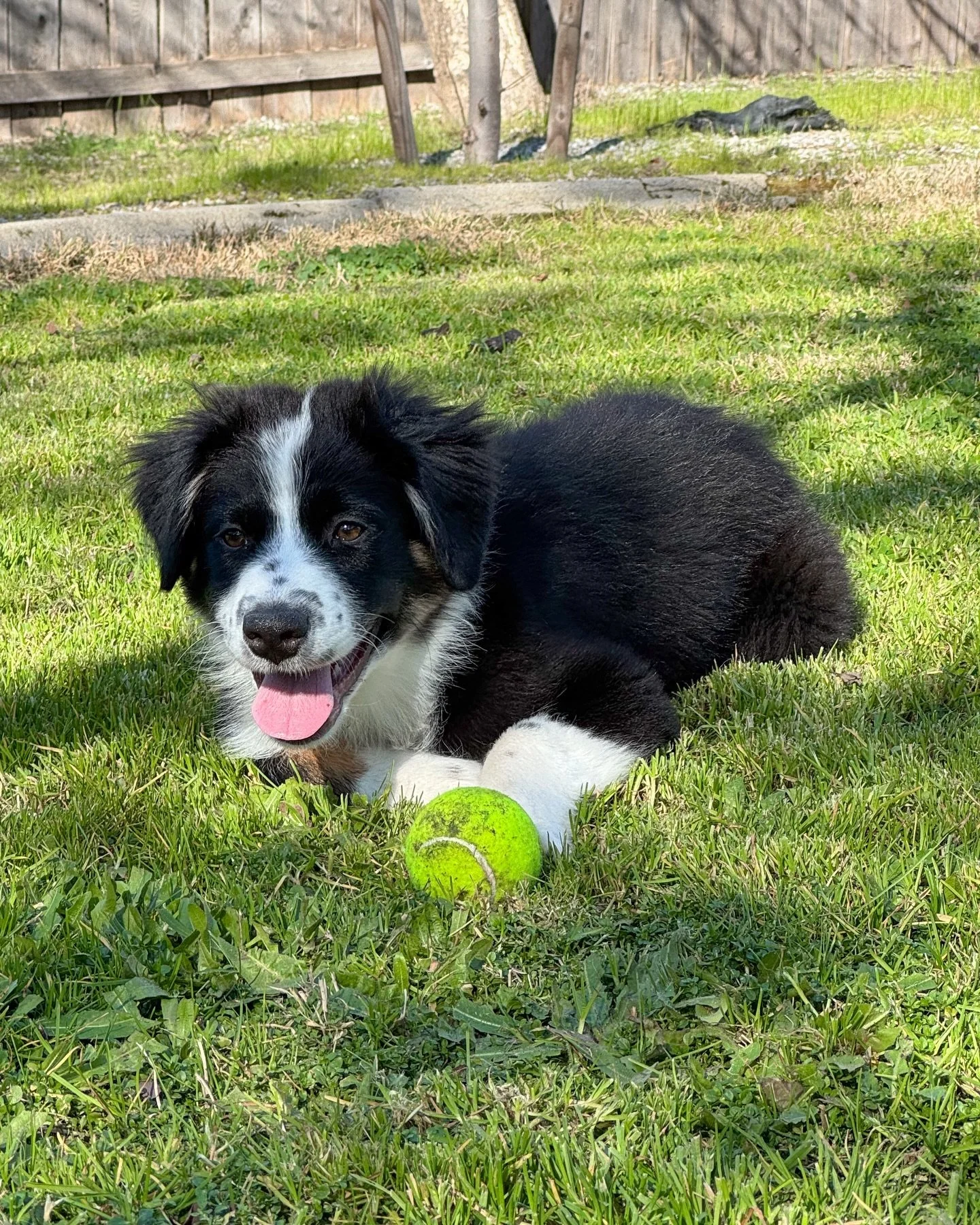 Have ball 🎾 will play 🥇

This sweet girl is waiting for her forever home! Apply to adopt her on our website. 

#ethicalbreeder #australianshepherdpuppy #northerncalifornia