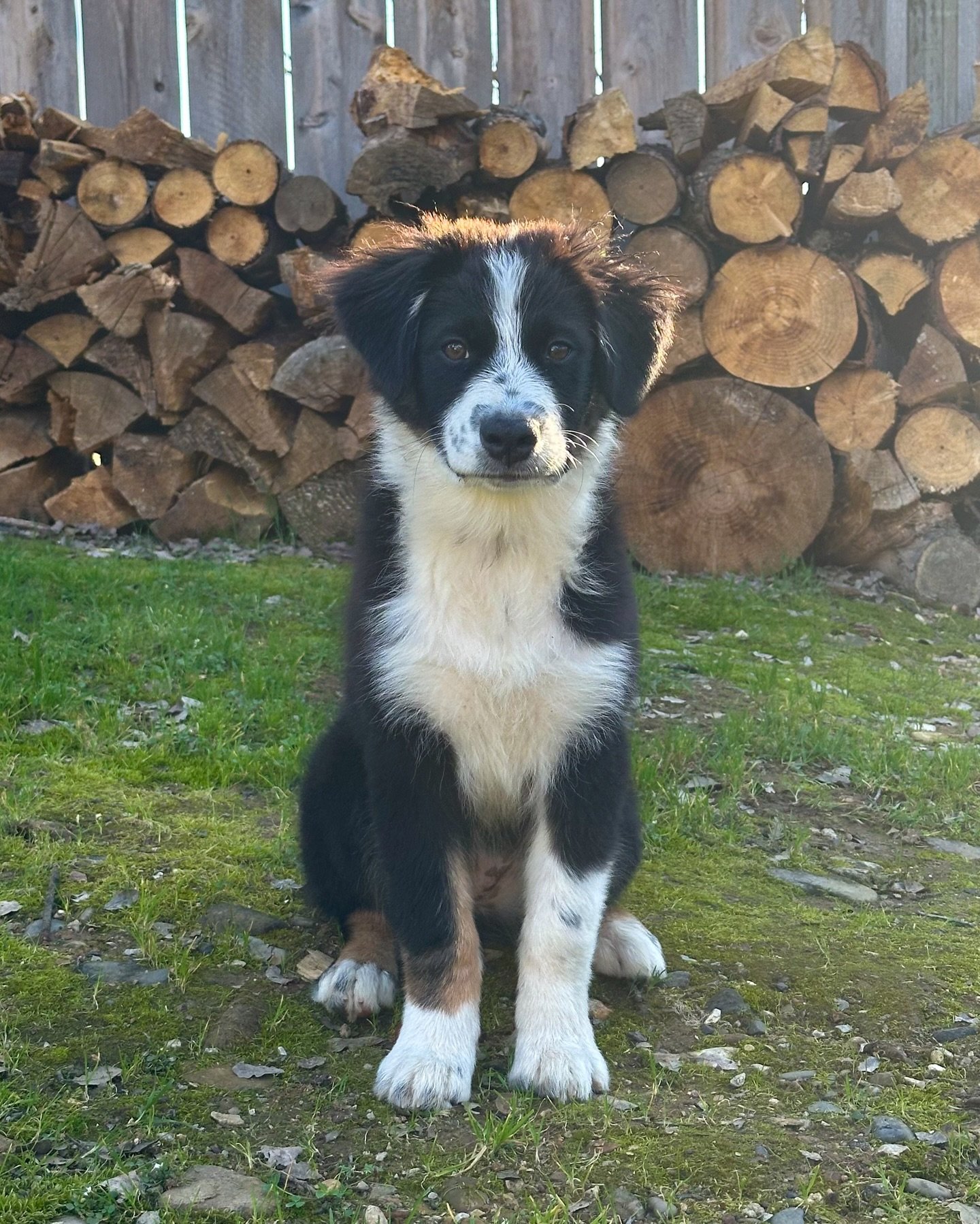 This sweet pup wants to come home with you!! She is so gentle, potty trained and sweet as honey! 

#ethicalbreeding #australianshepherdpuppy #northerncalifornia