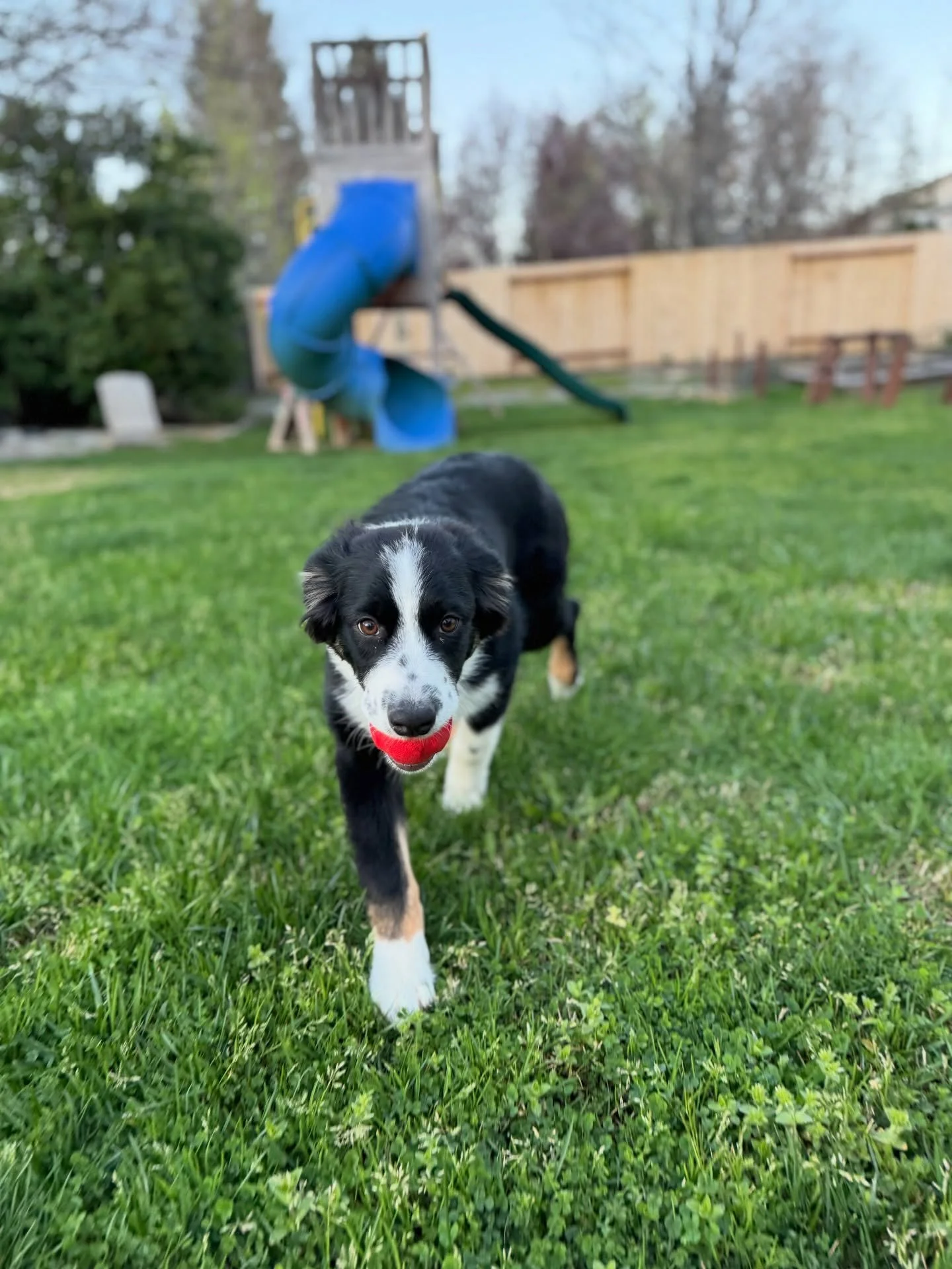 Permanently in a good mood when playing fetch 🐾