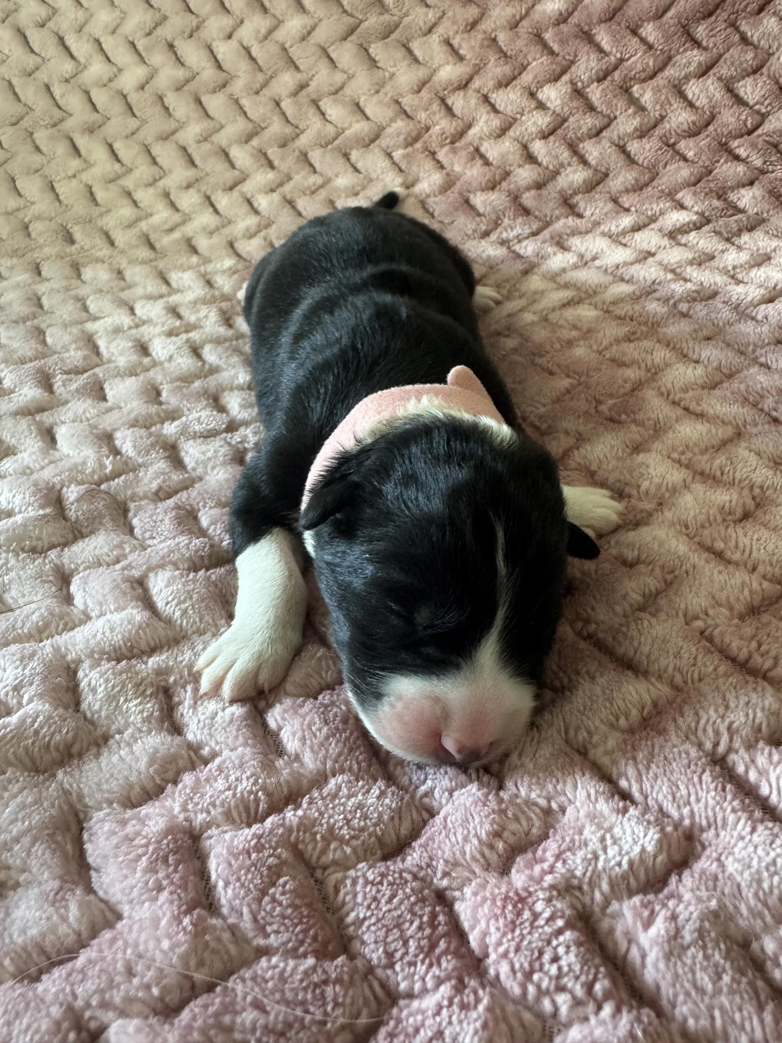 Macchiato Day 2.jpeg