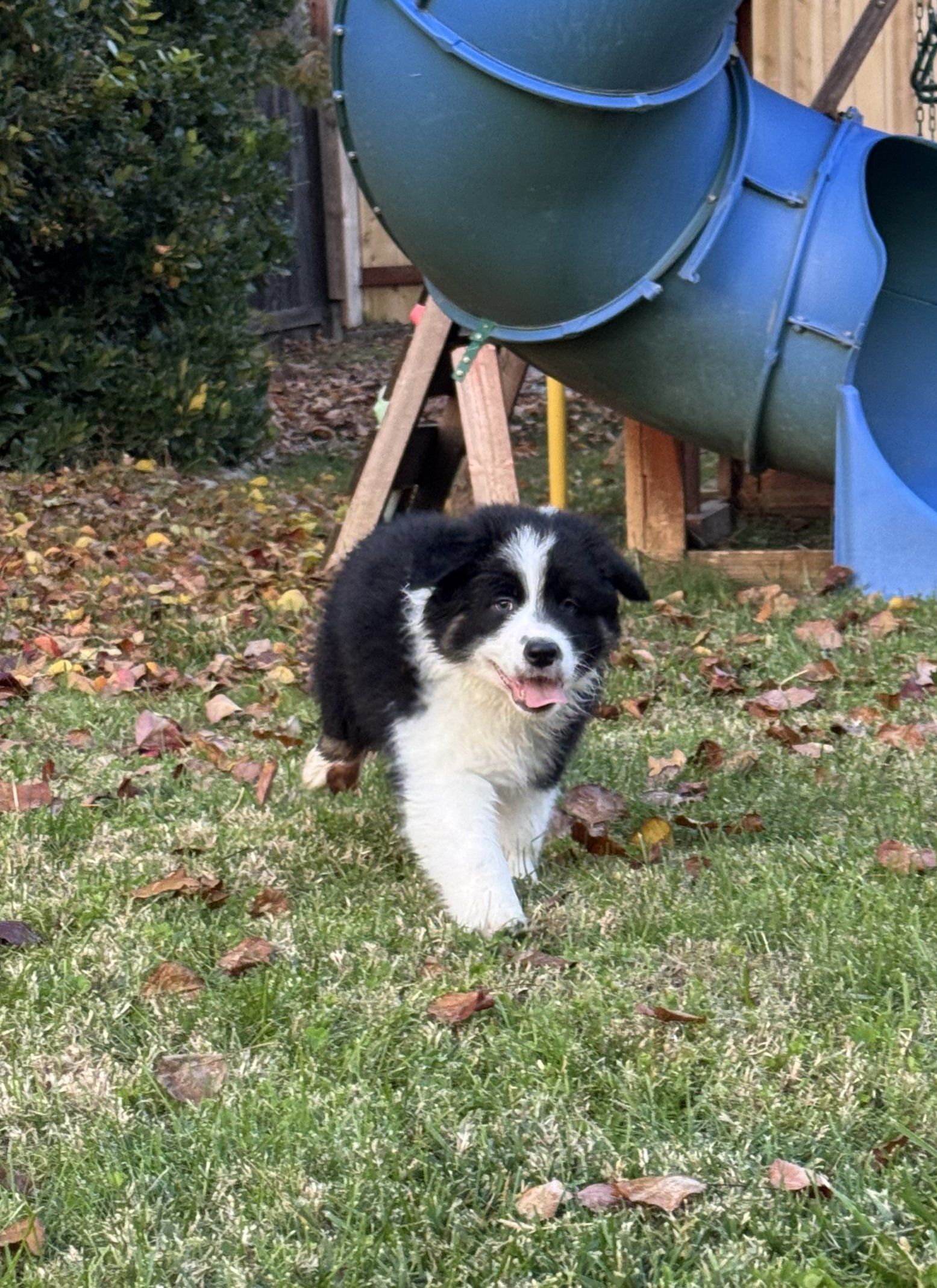 Americano Day 51 4.jpg