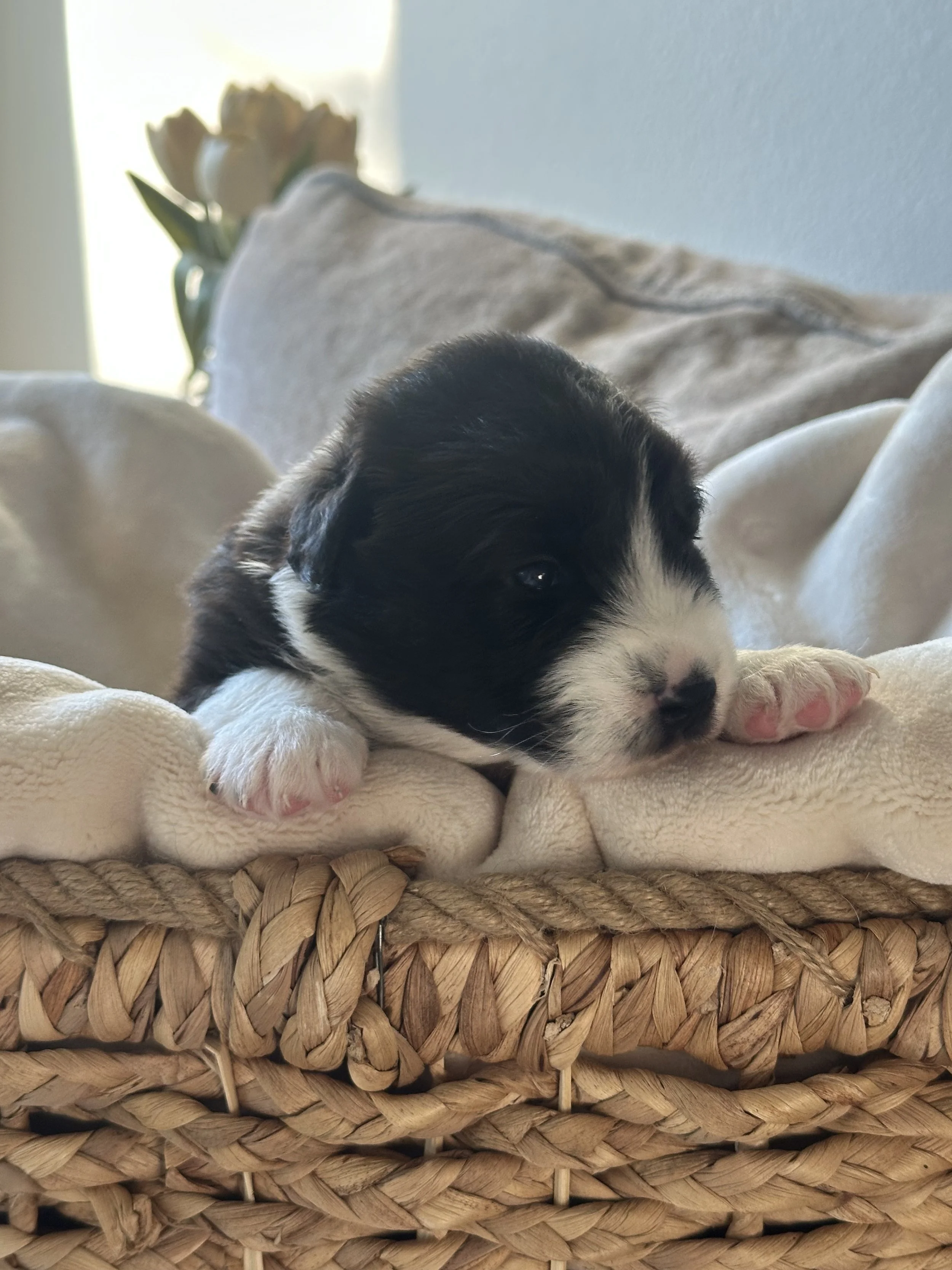 Macchiato Day 19 2.jpg