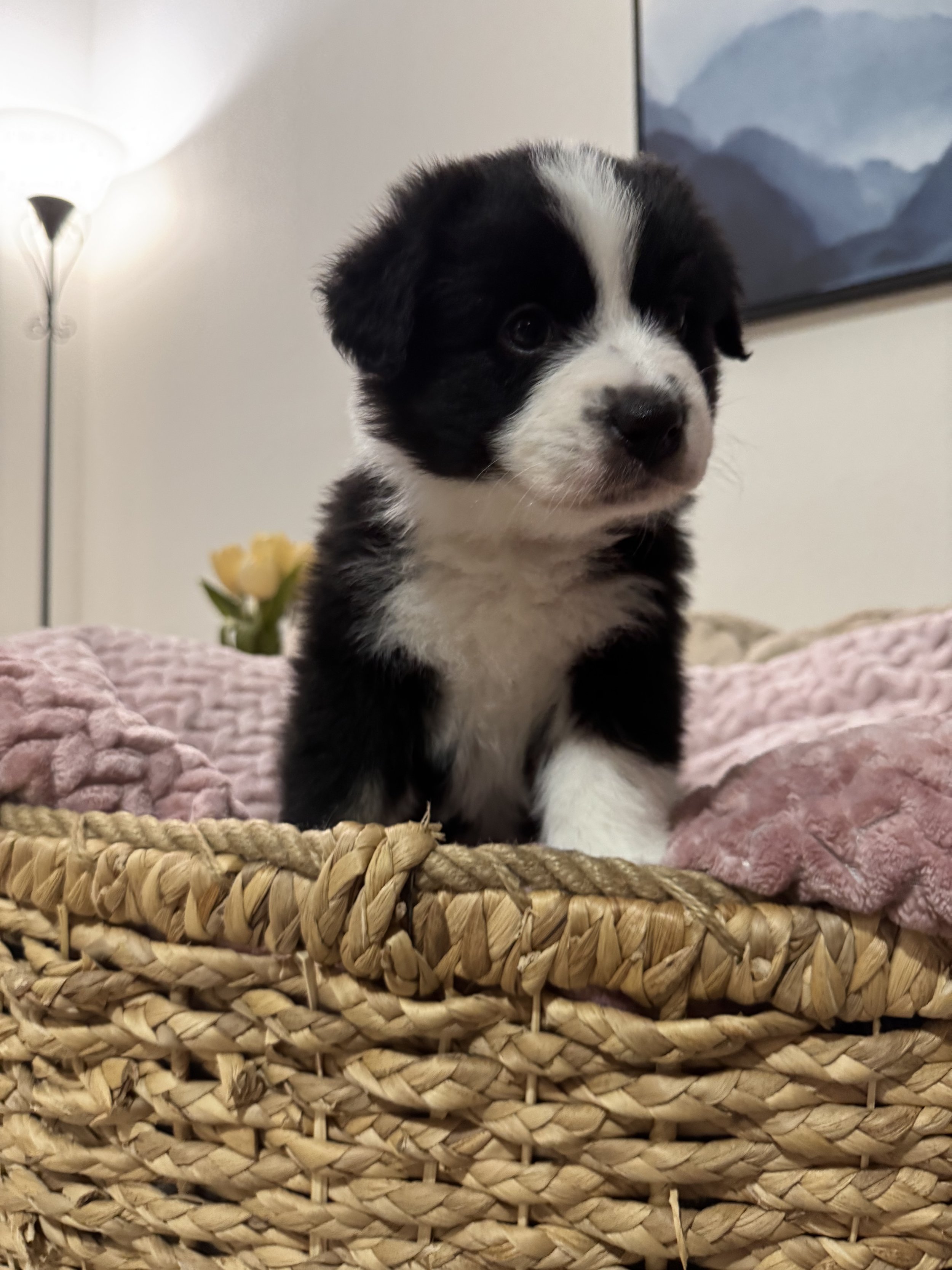 Cortado Day 45 2.jpg