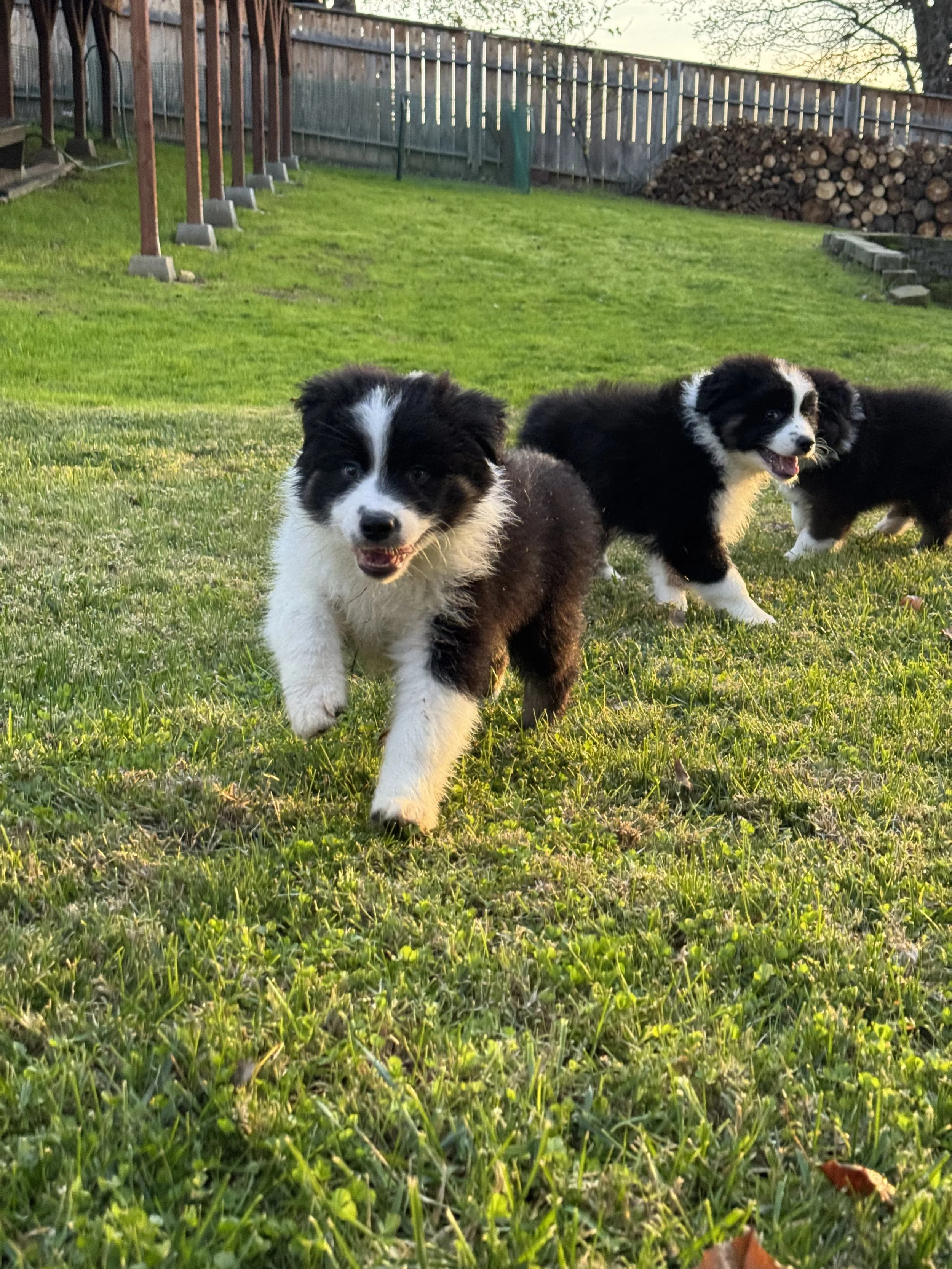 Americano Day 51 2.jpg