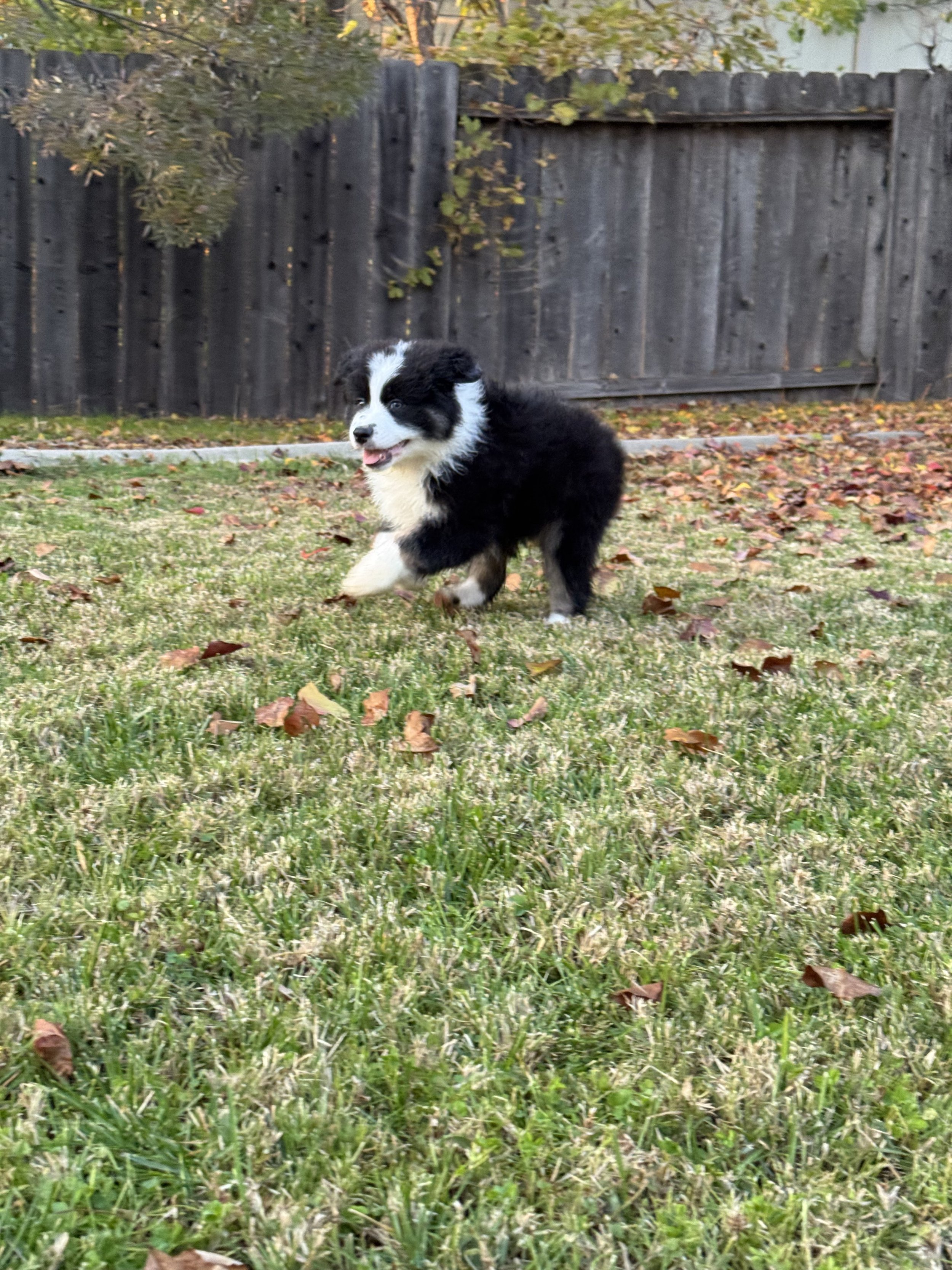 Cappuccino Day 51 2.jpg