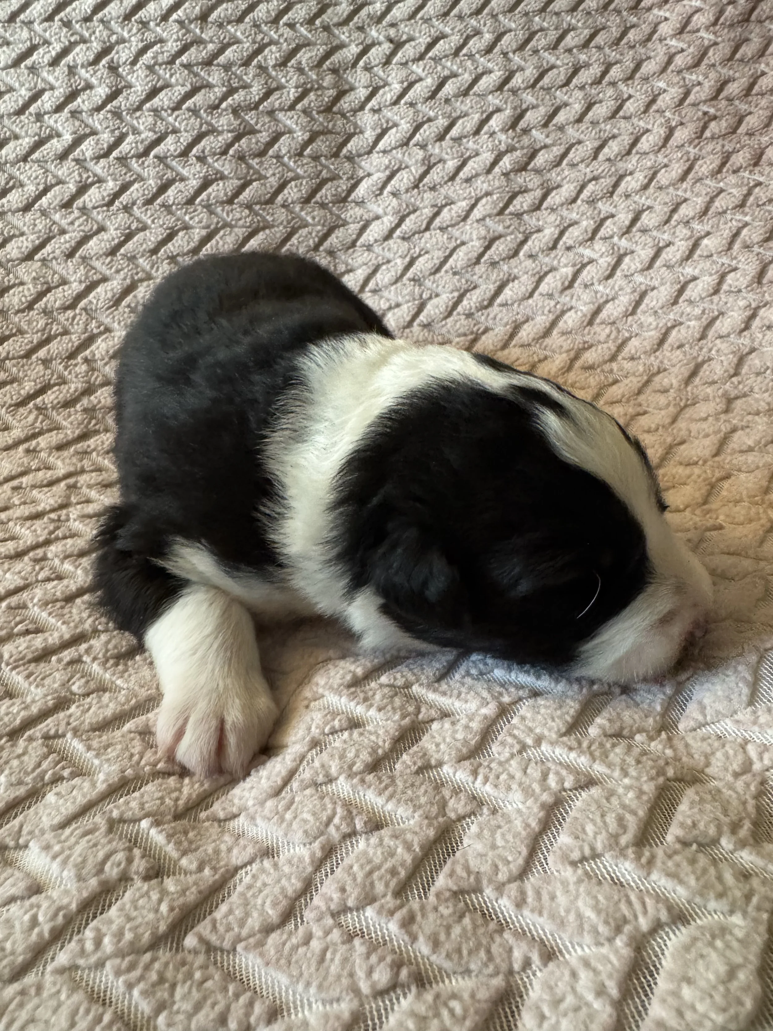 Cappuccino Day 12.jpeg