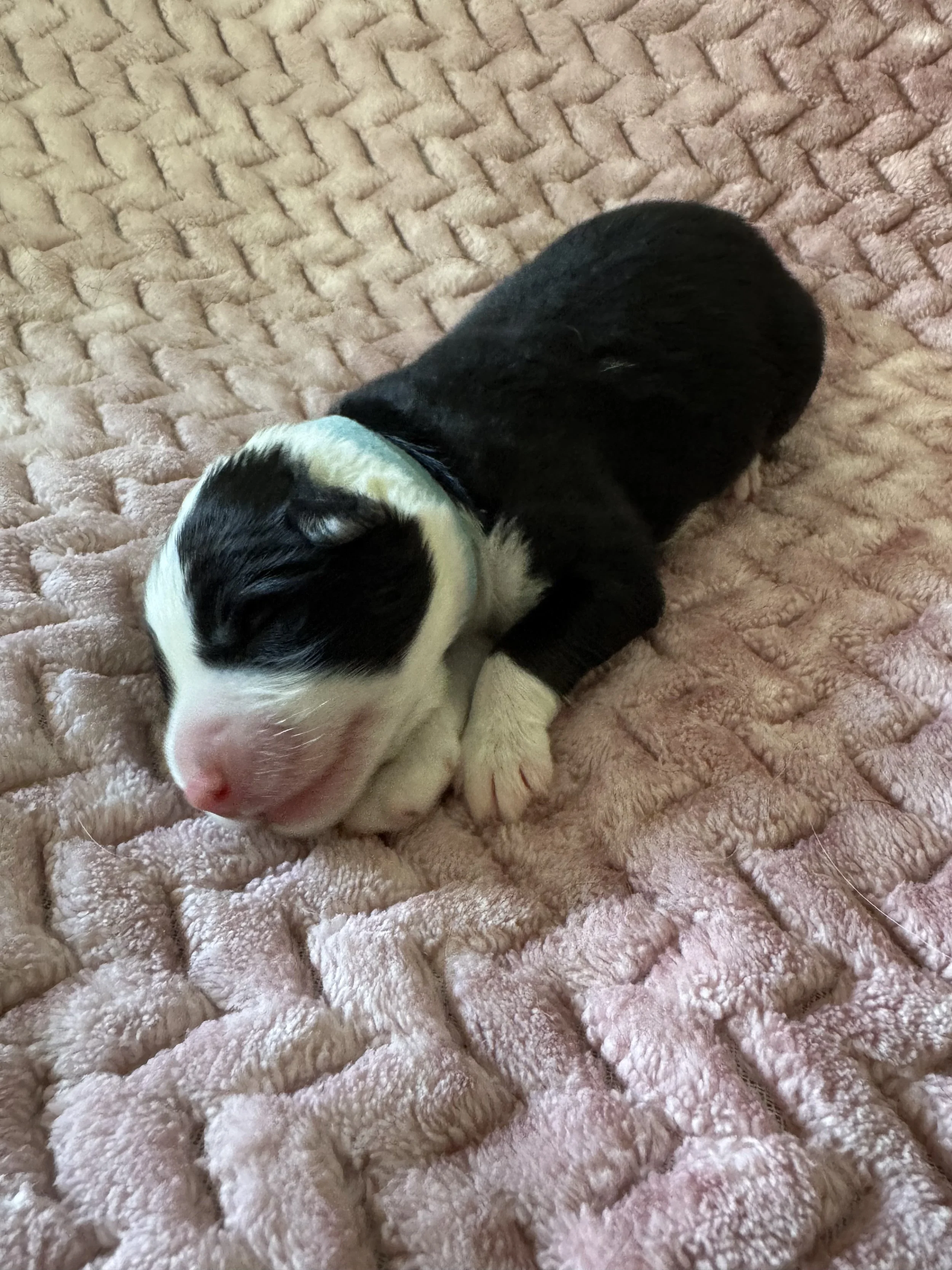 Cappuccino Day 2.jpeg