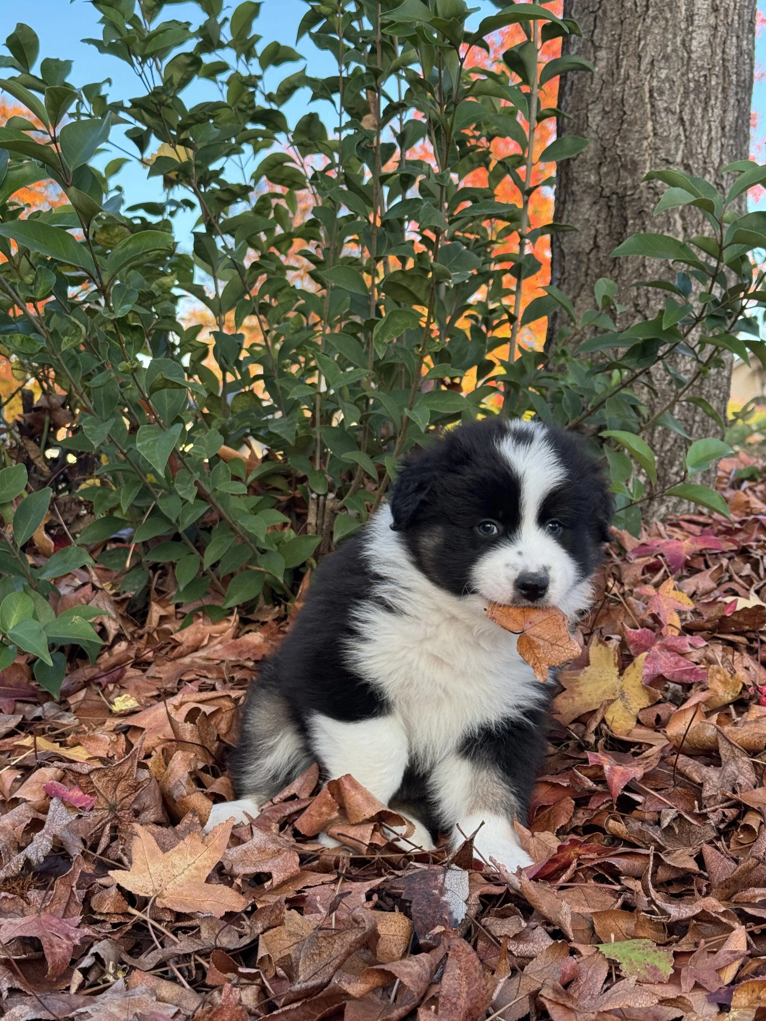 Cappuccino Day 40 2.jpg