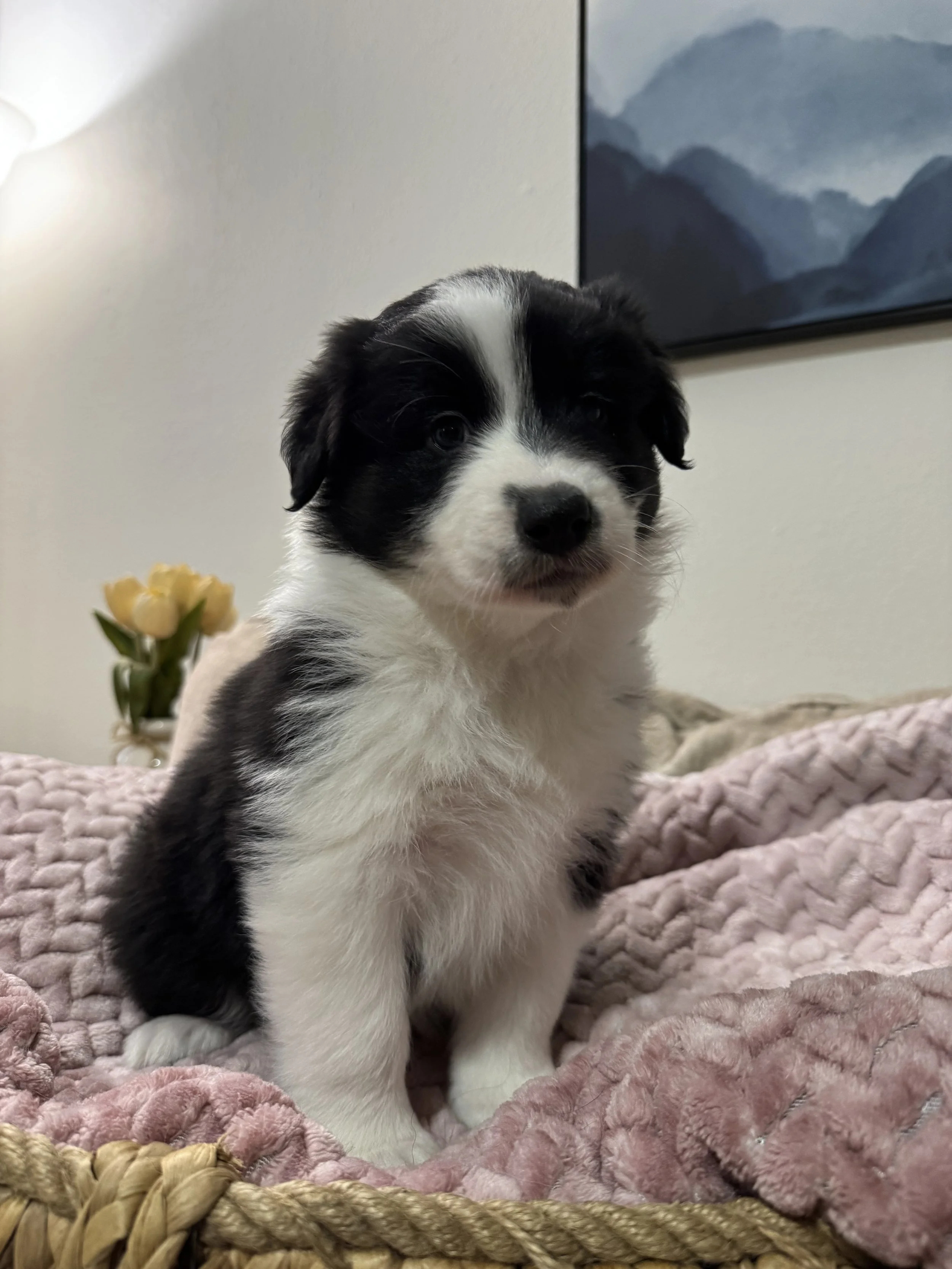 Americano Day 45 1.jpg