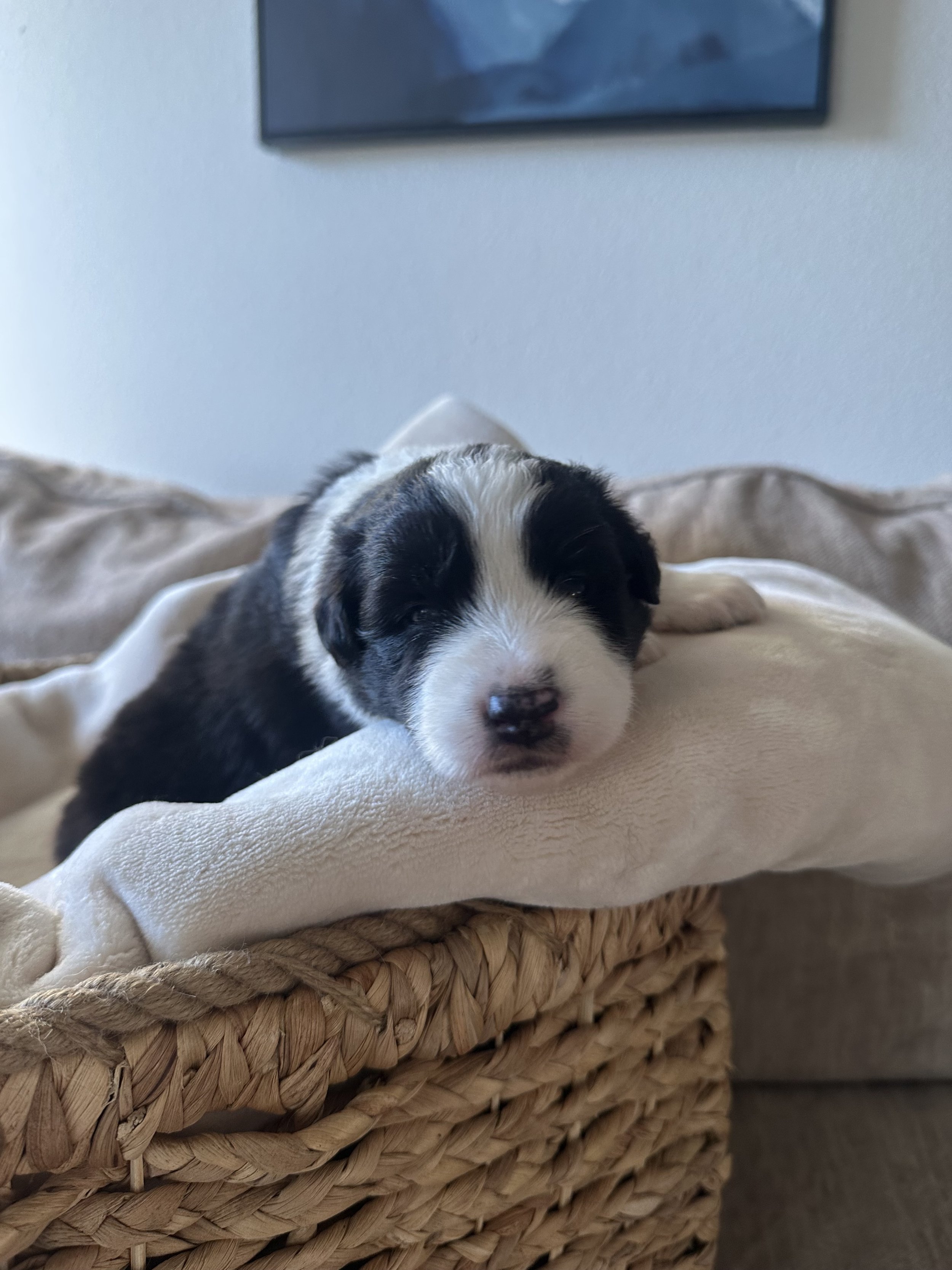 Cappuccino Day 19 .jpg