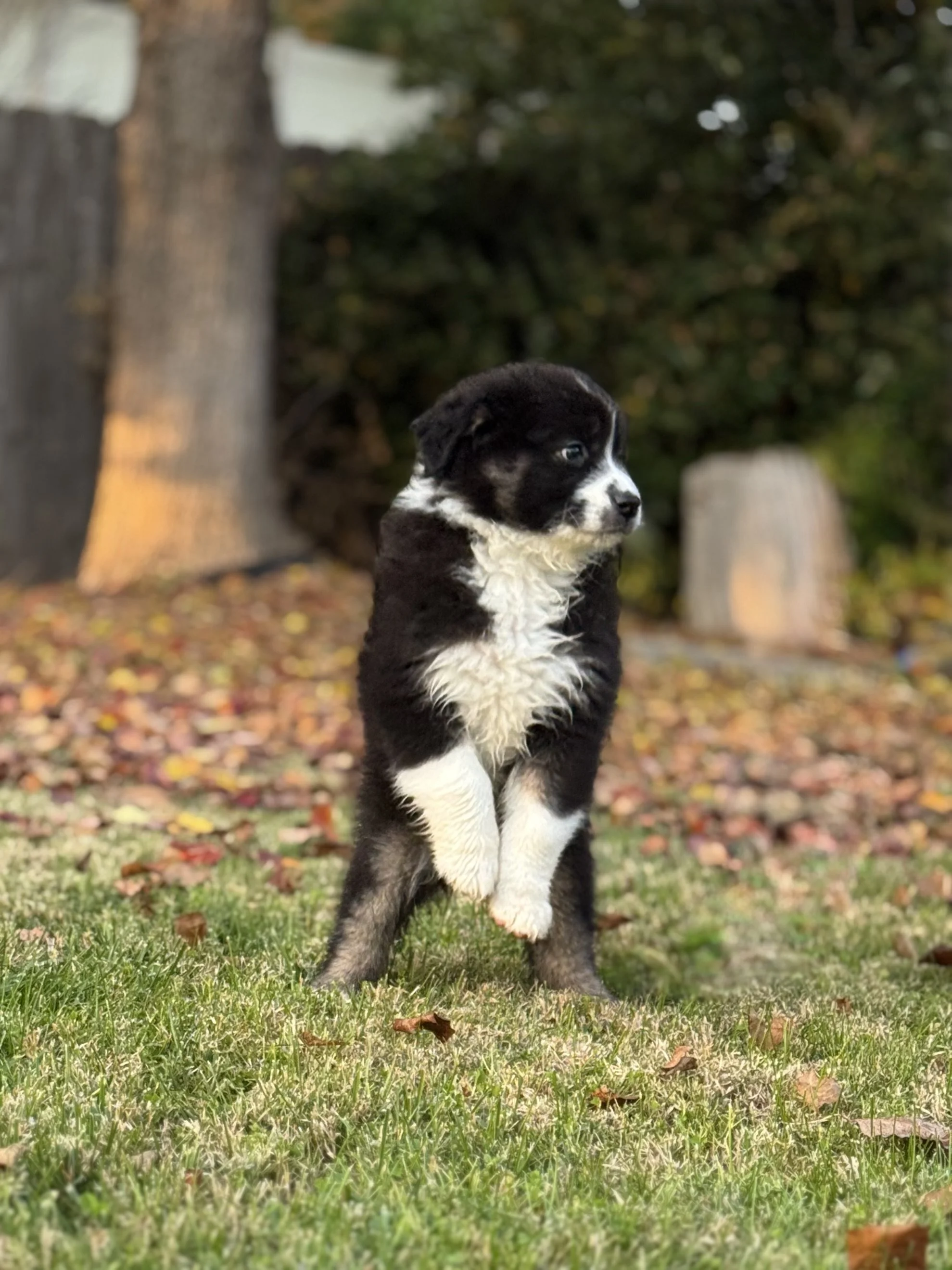 Macchiato Day 51 2.jpeg