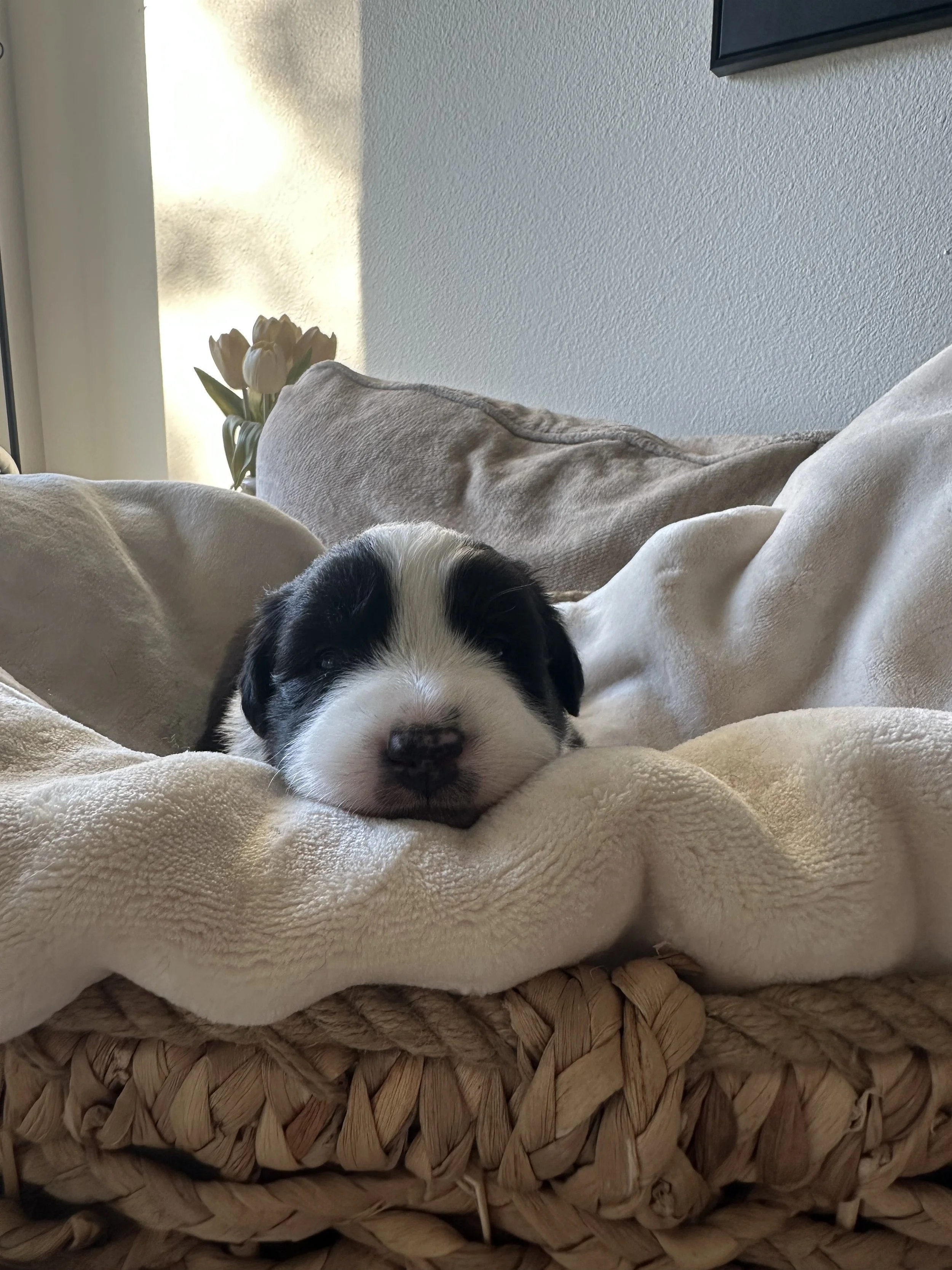 Cappuccino Day 19 2.jpg