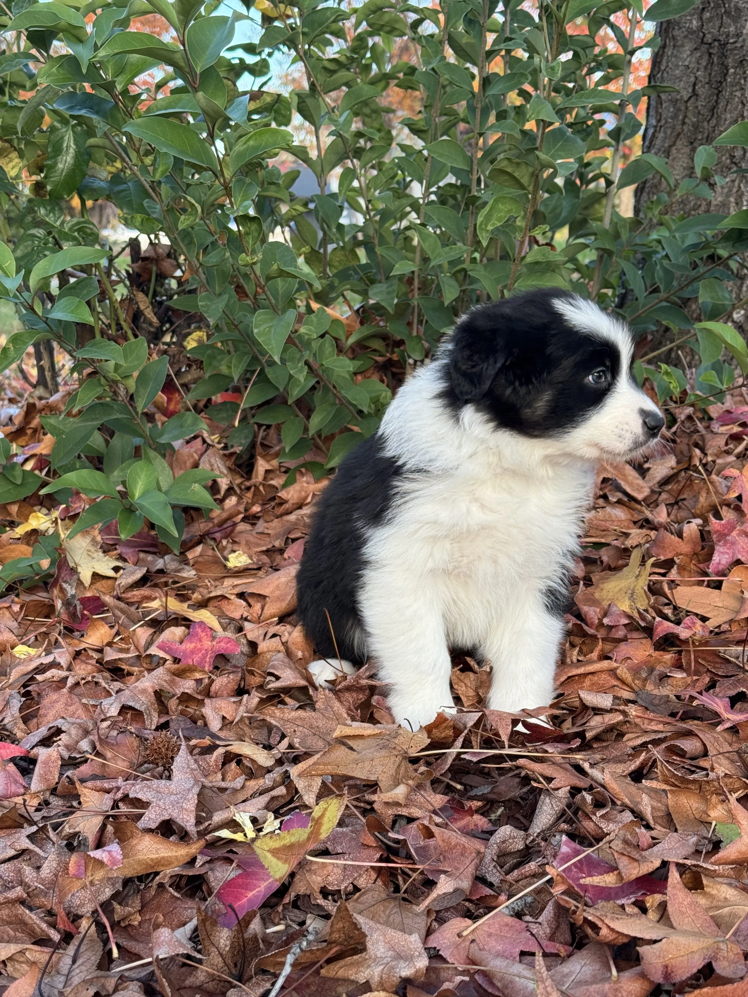 Americano Day 40 2.jpg