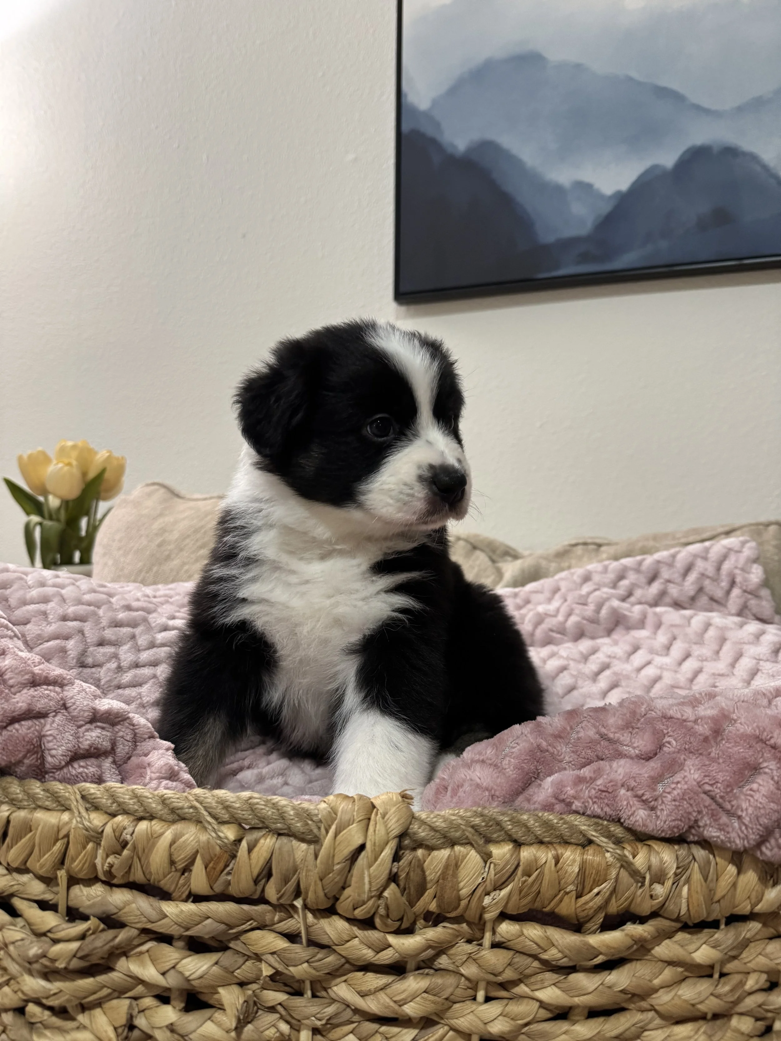 Cortado Day 45 1.jpg