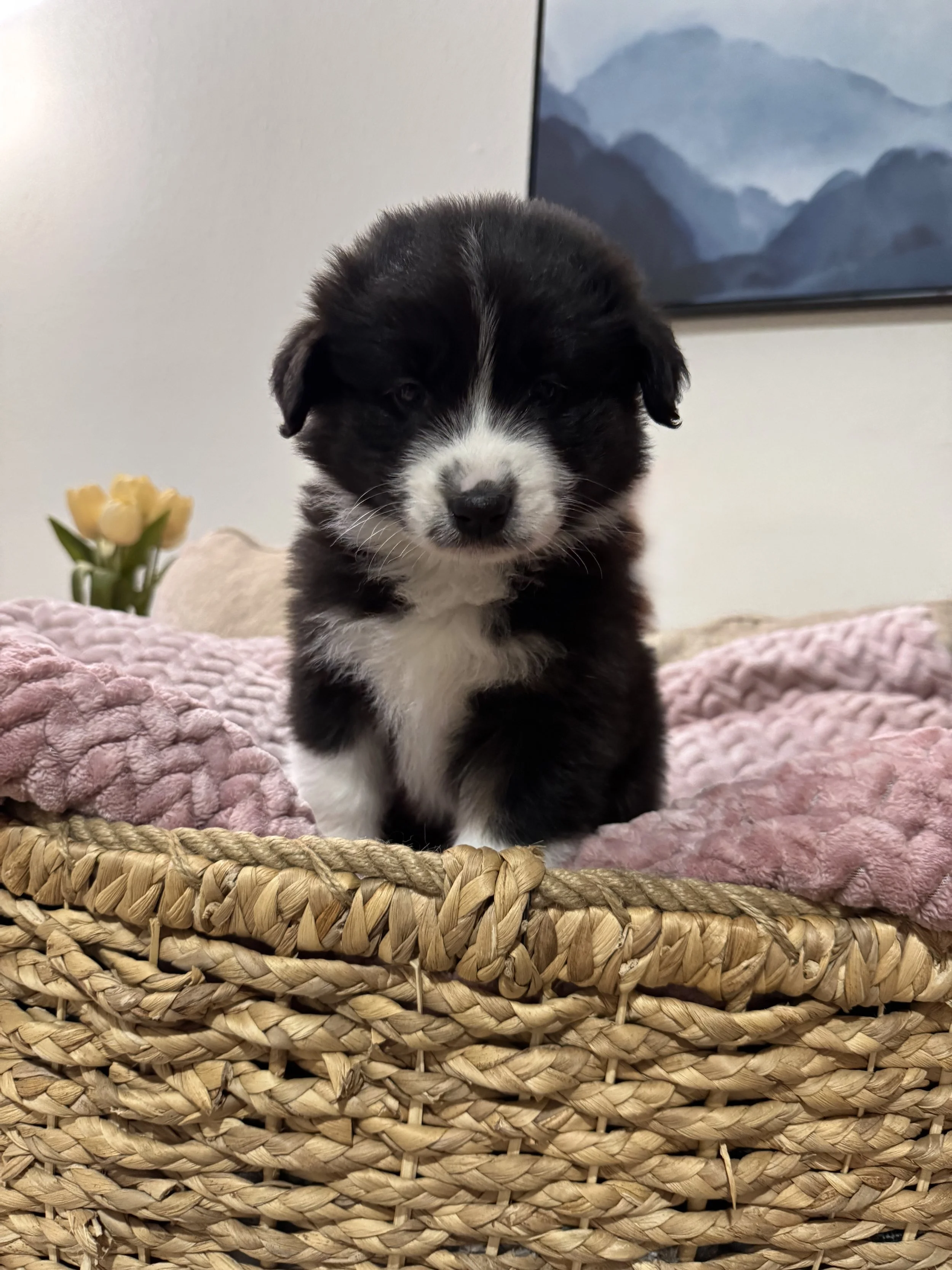 Macchiato Day 45 2.jpg