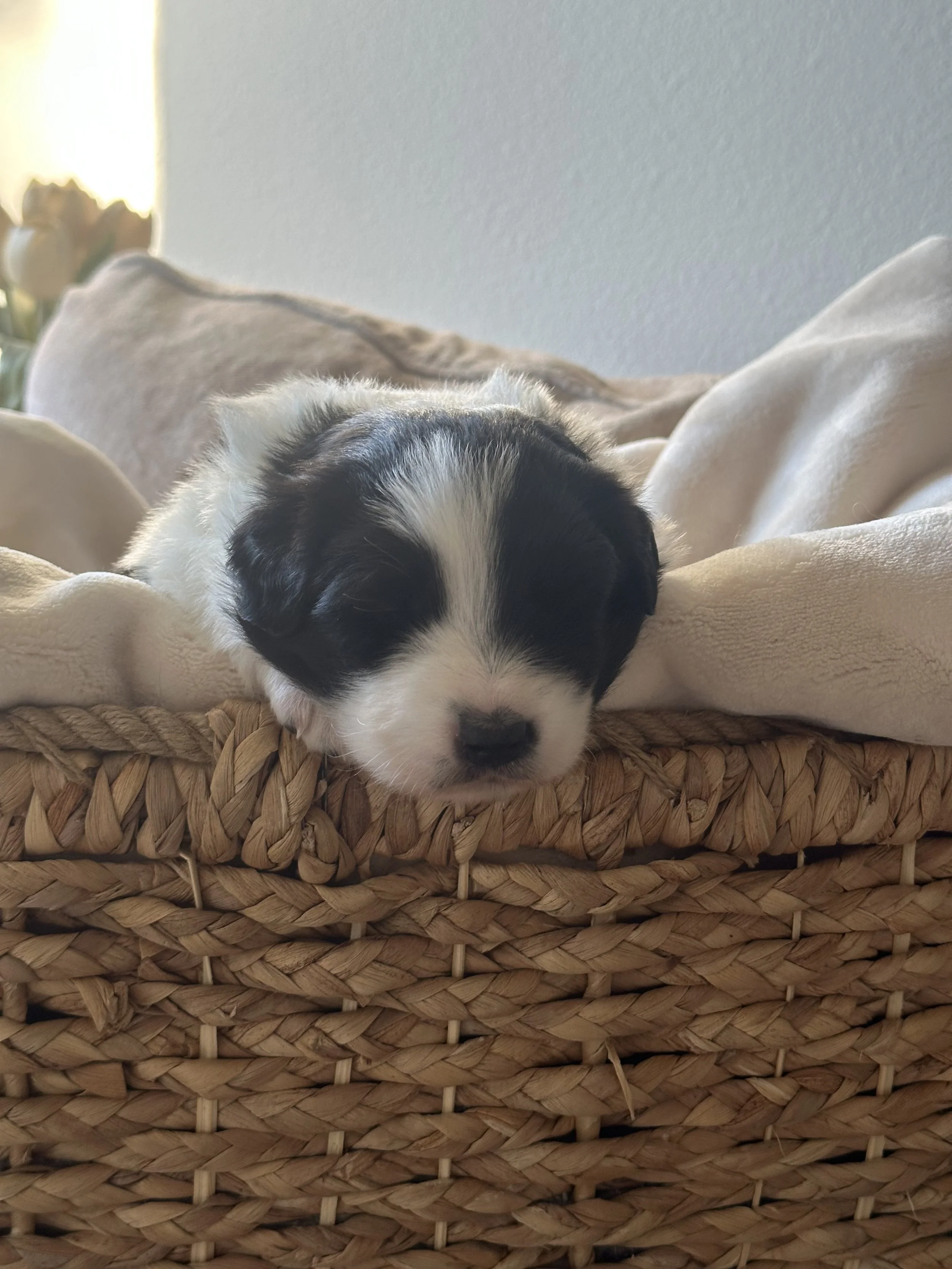 Americano Day 19 2.jpg