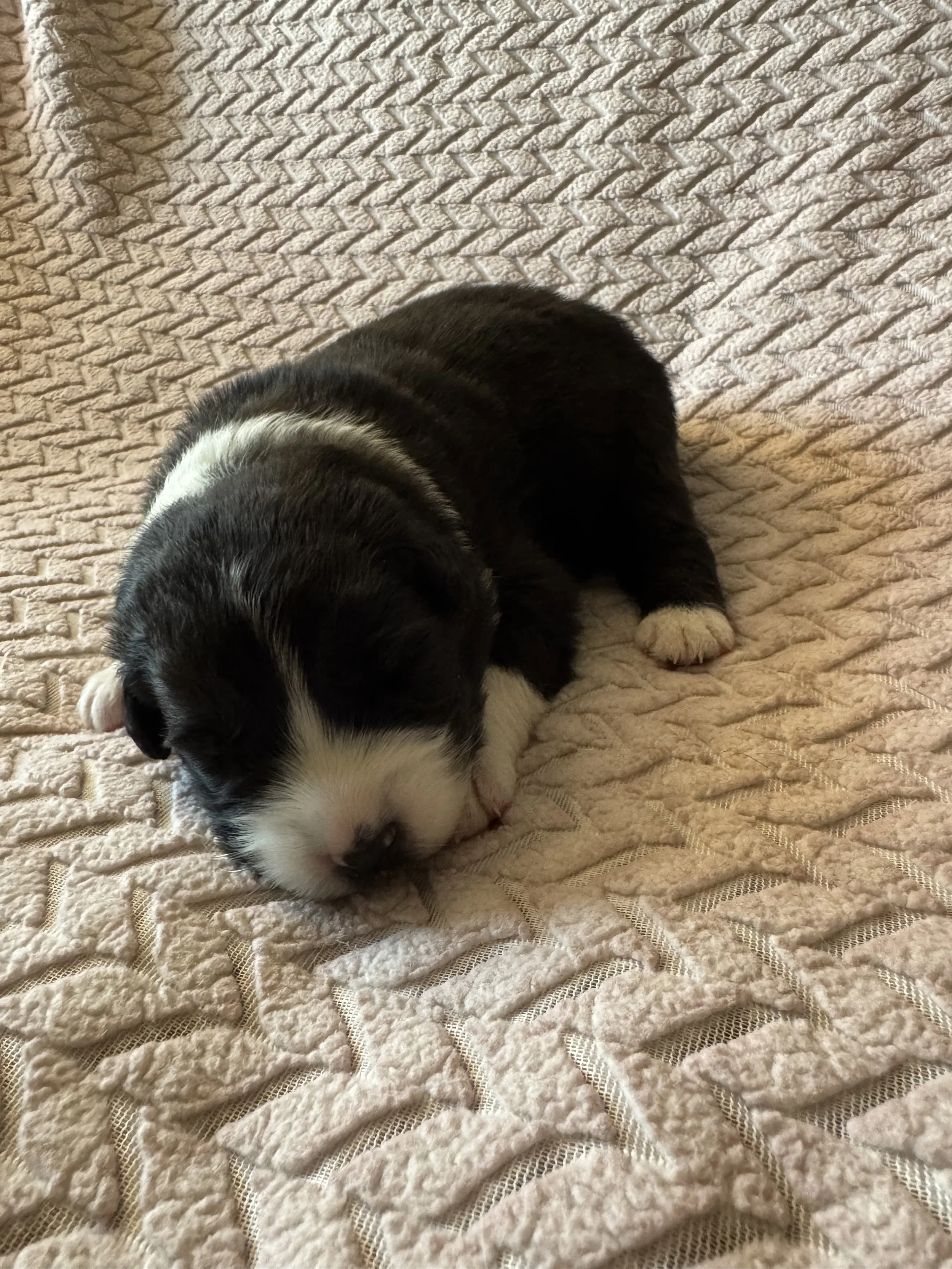 Macchiato Day 12.jpeg