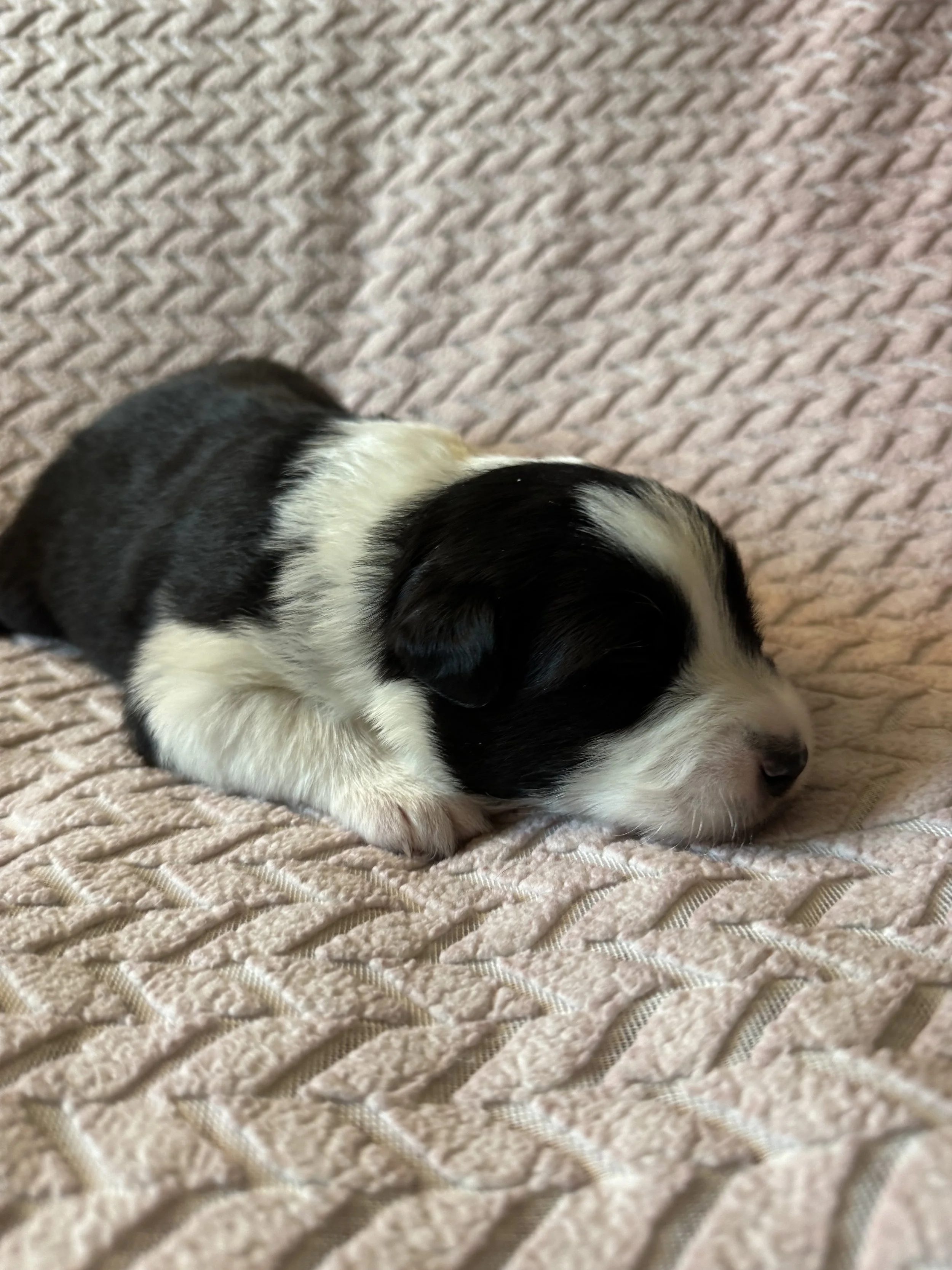 Americano Day 12.jpeg