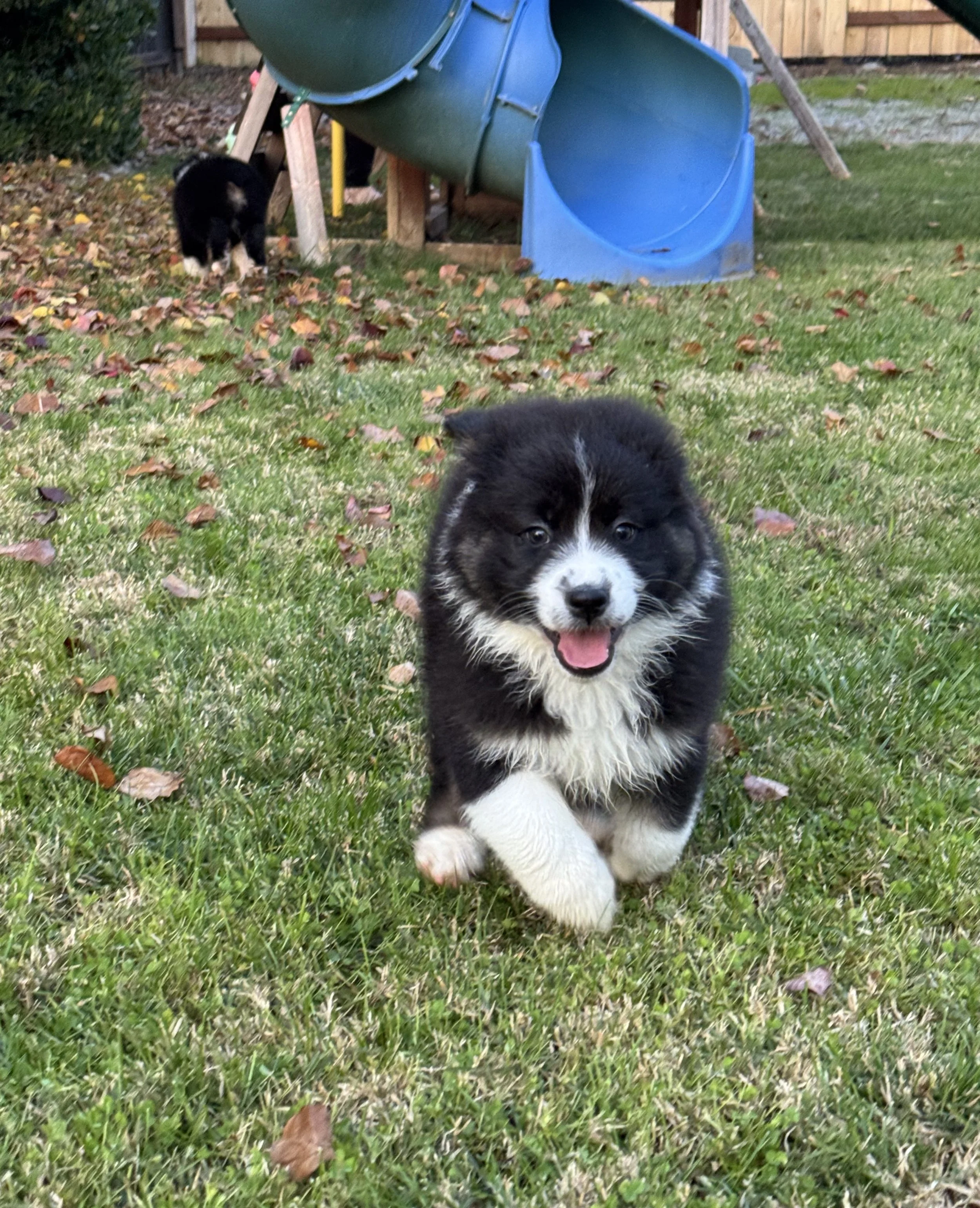 Macchiato Day 51 3.jpg