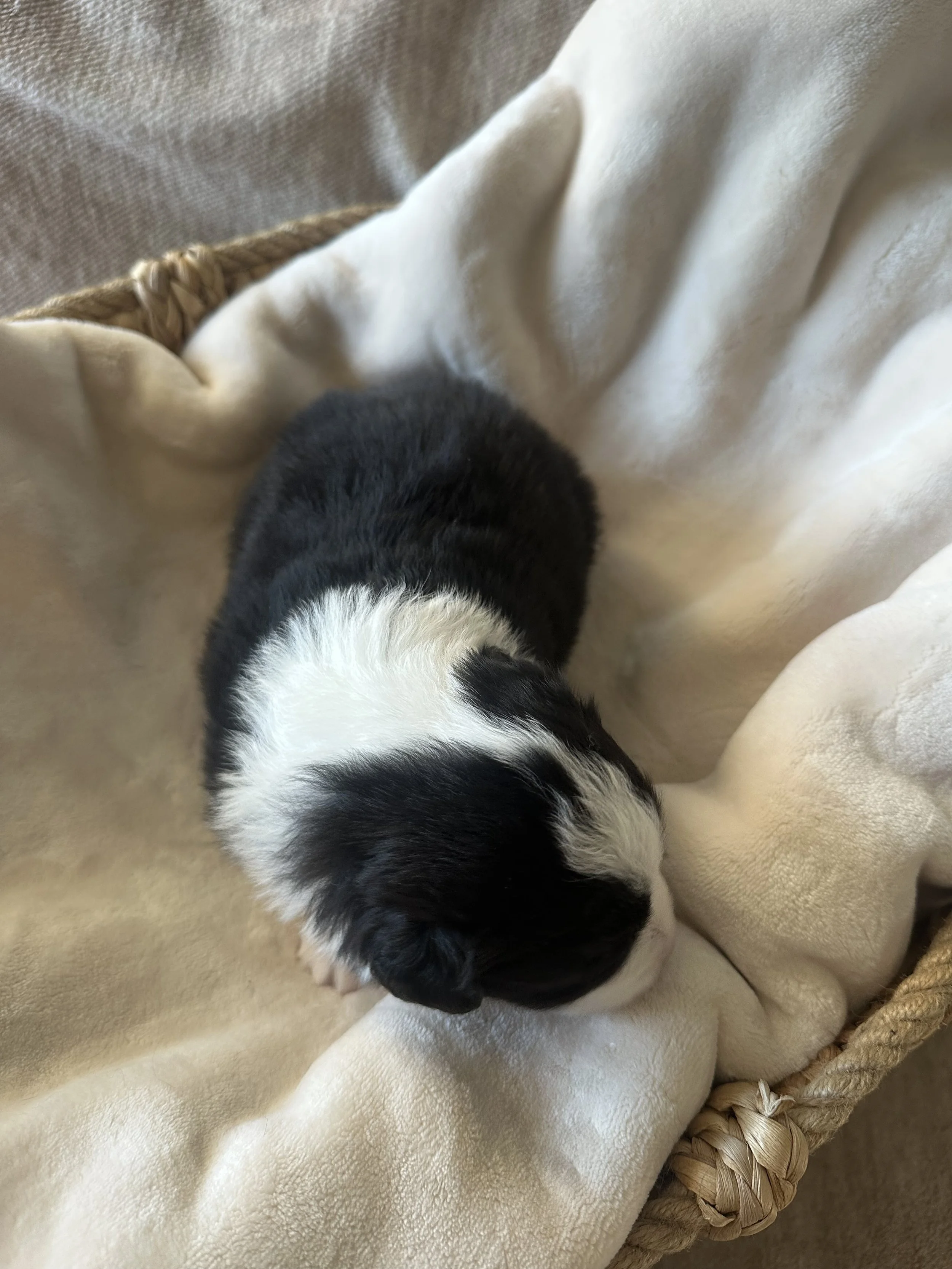 Cappuccino Day 19 3.jpg