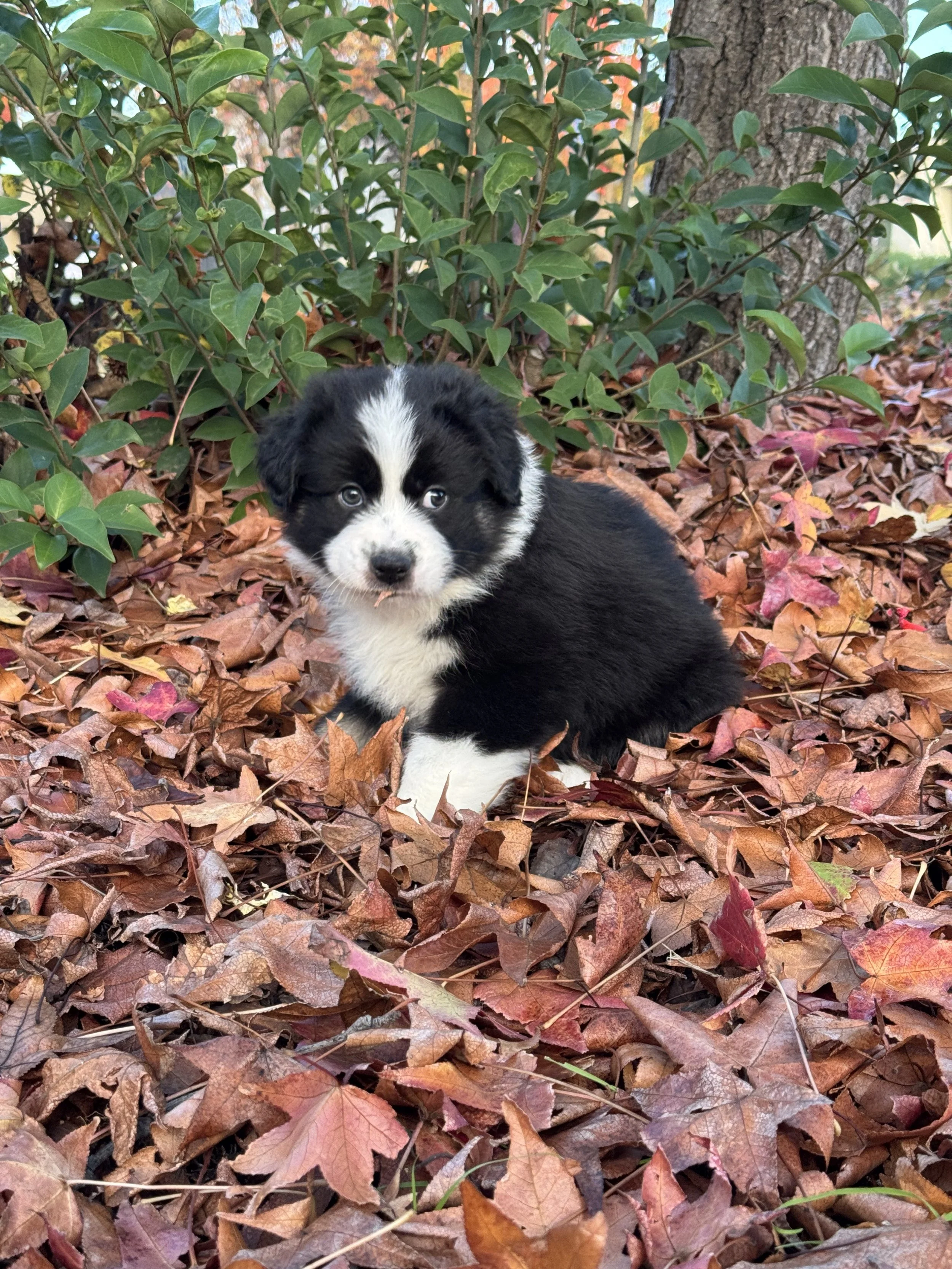 Cortado Day 40 2.jpg