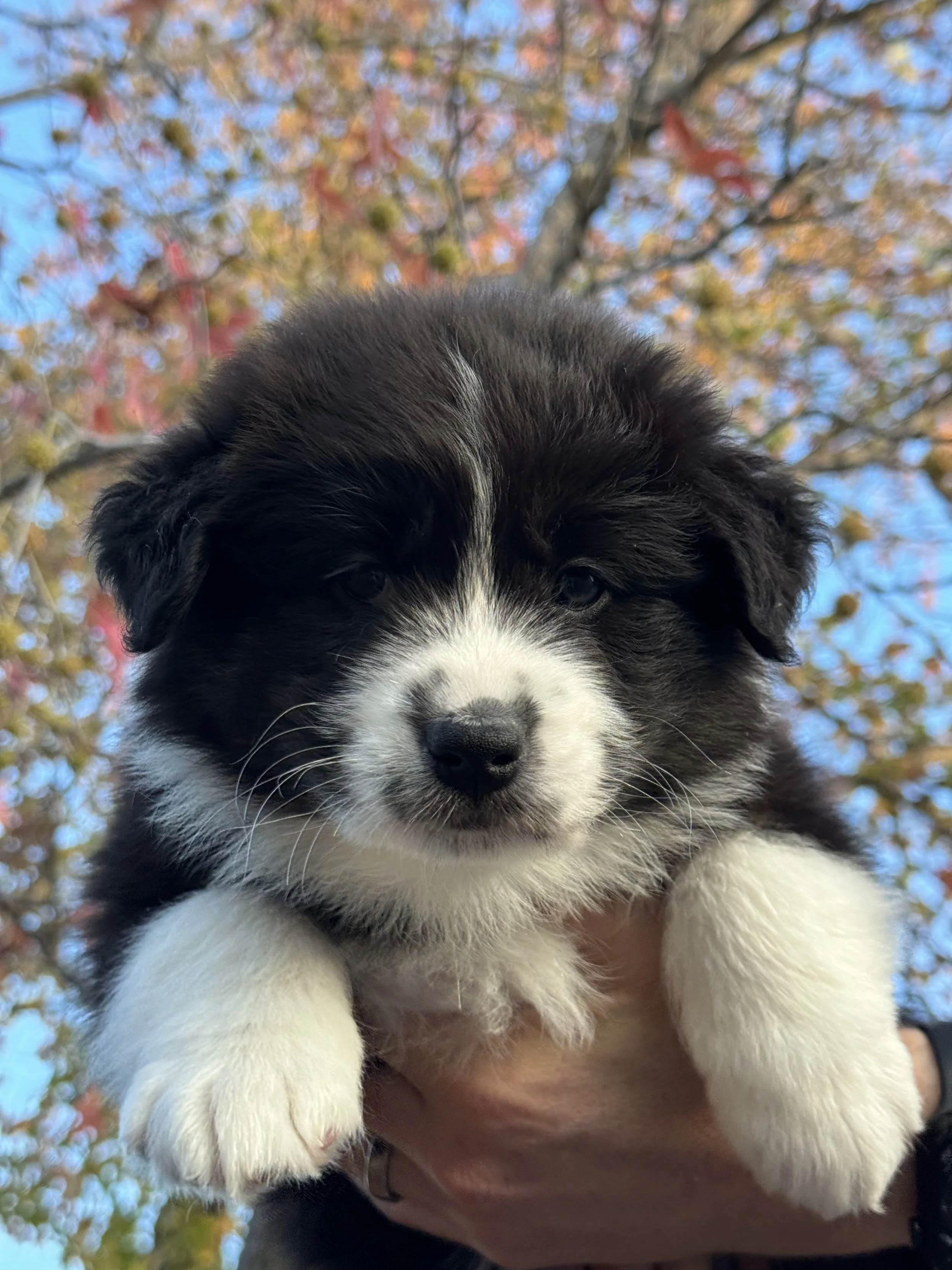 Macchiato Day 40 3.jpg