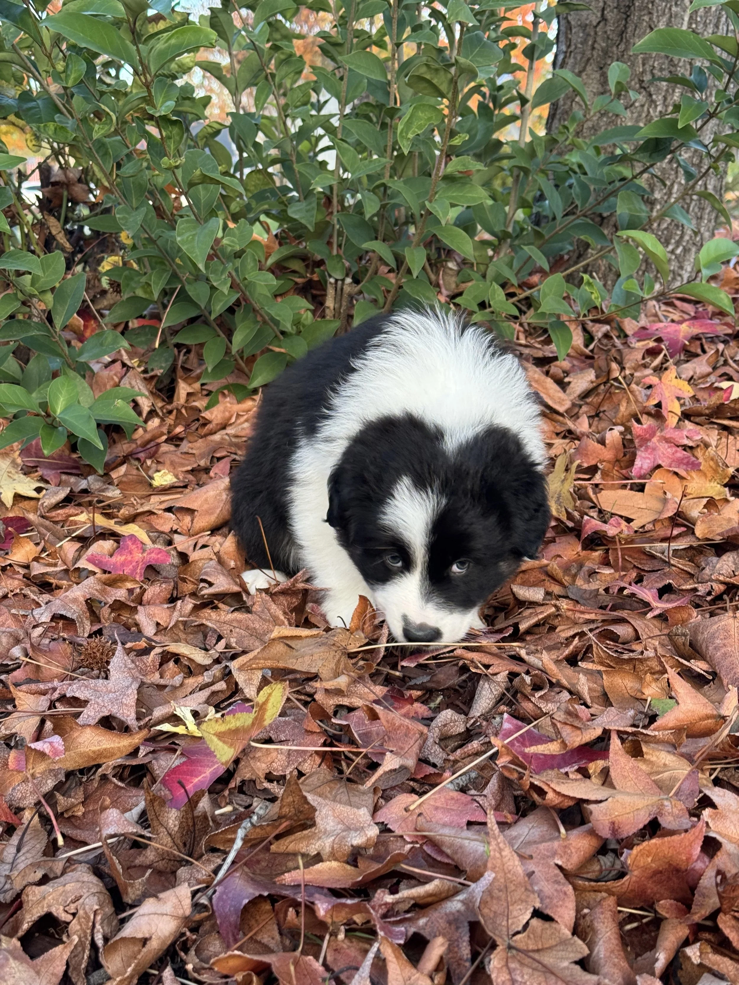 Americano Day 40 3.jpg