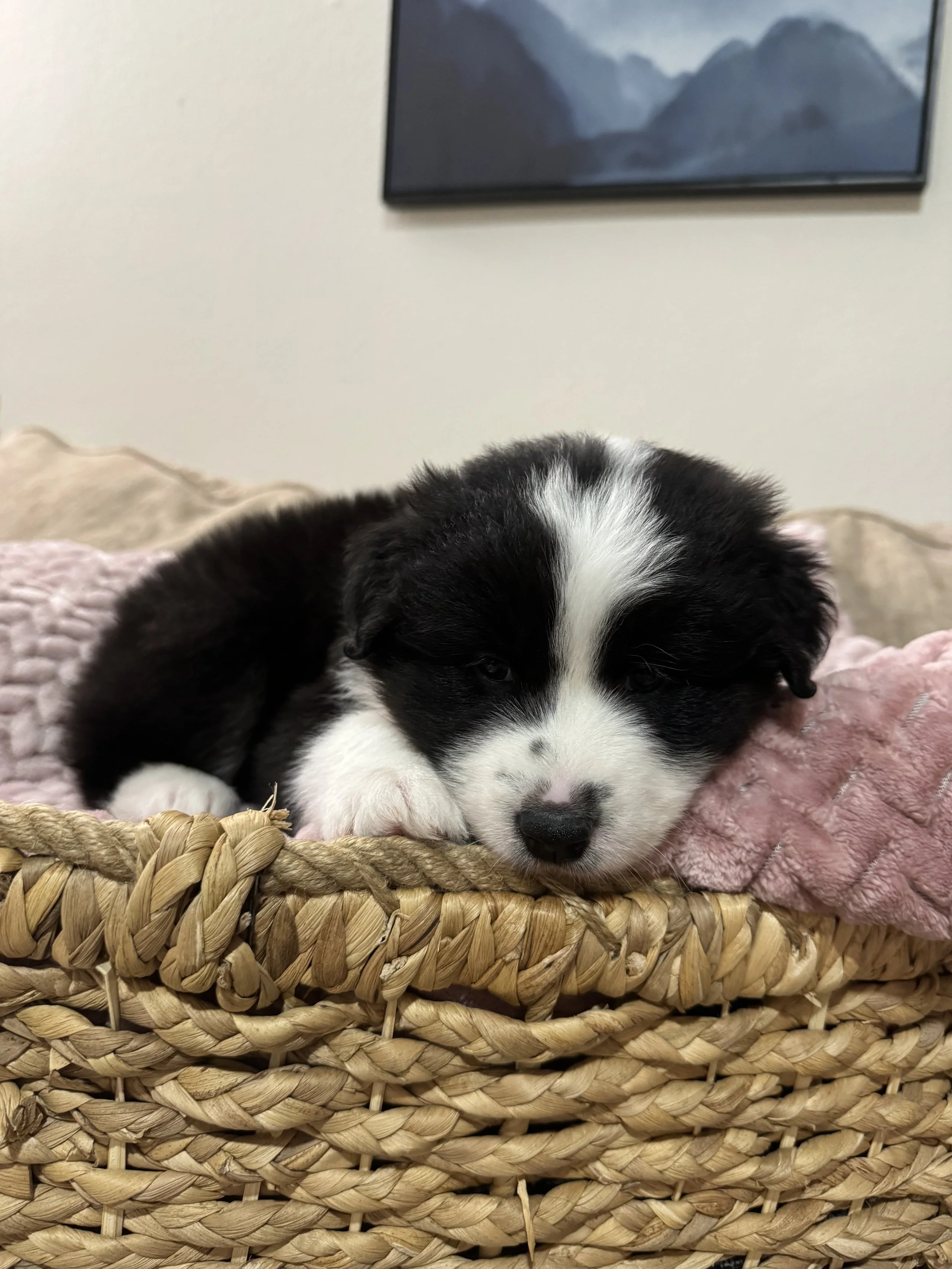 Cappuccino Day 45 1.jpg