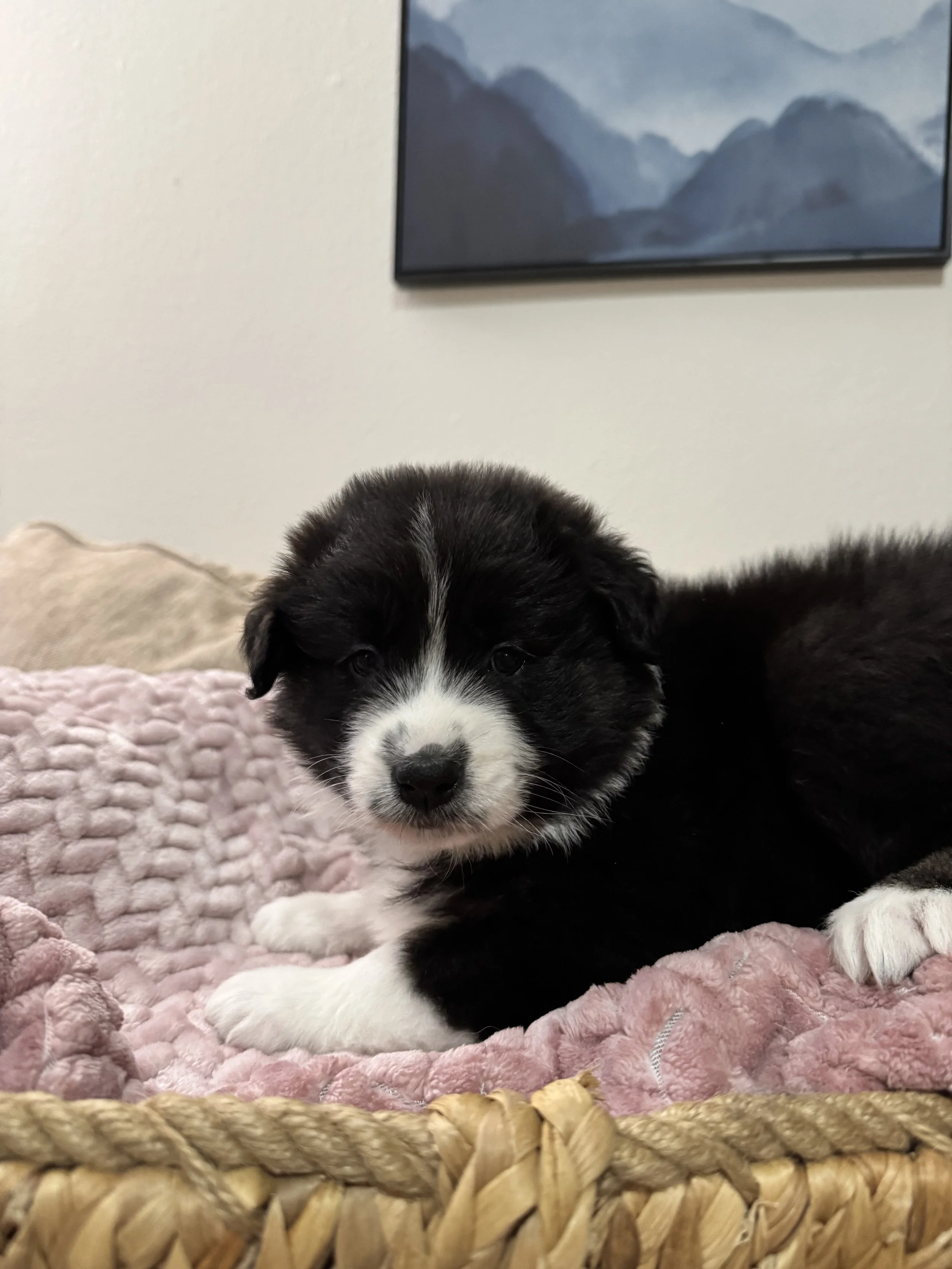 Macchiato Day 45 1.jpg