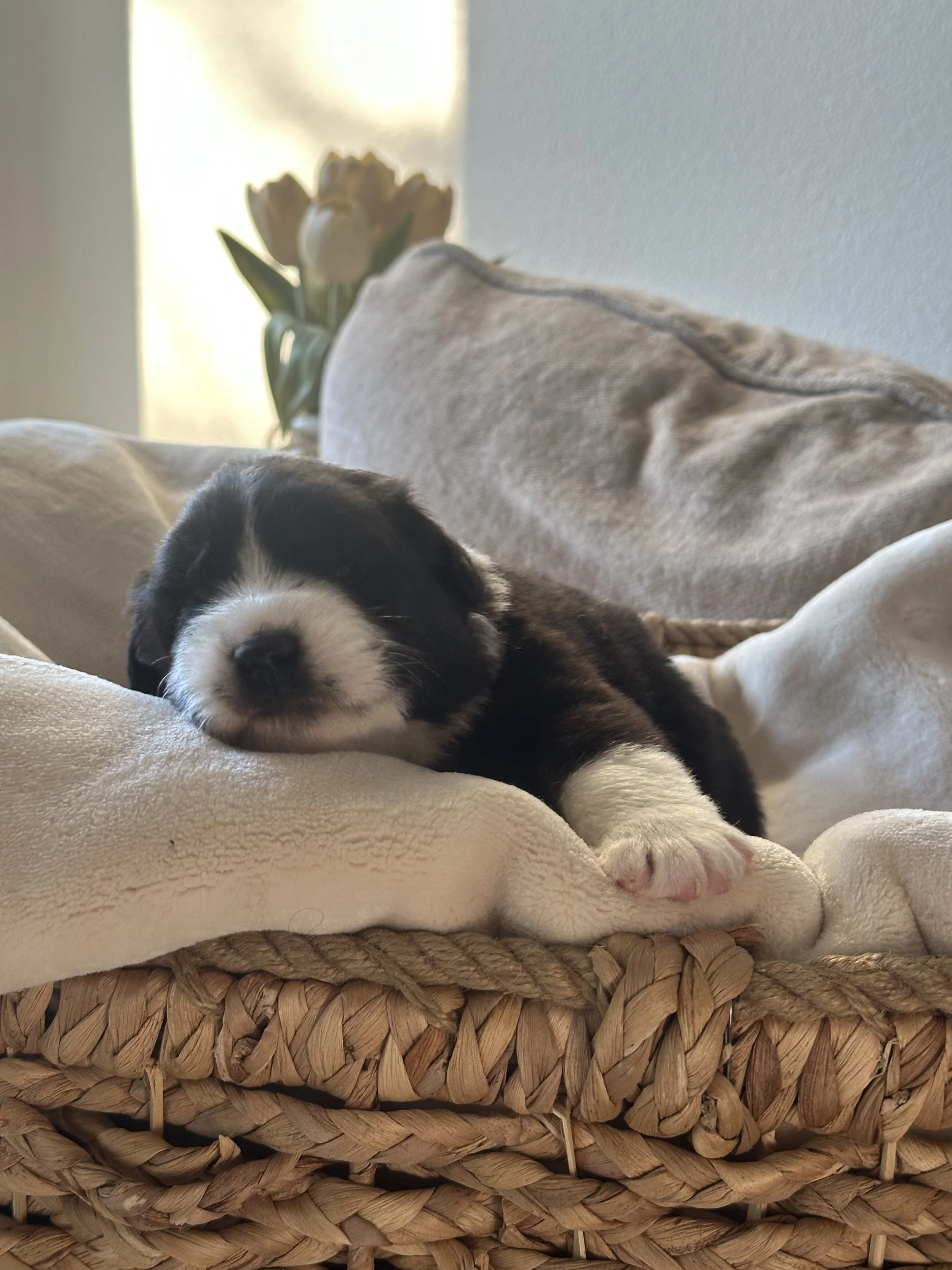 Macchiato Day 19 .jpg