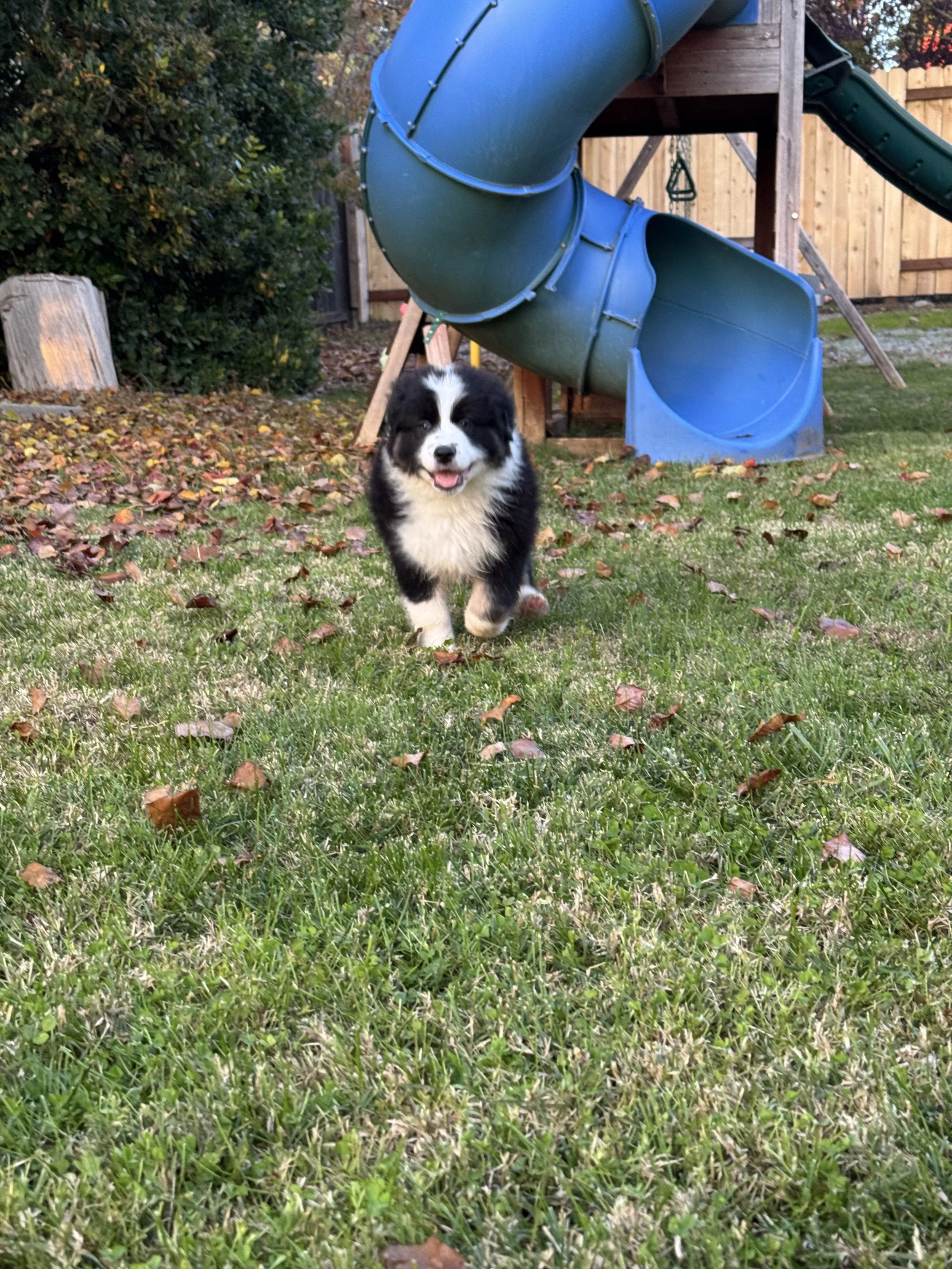 Cappuccino Day 51 3.jpg