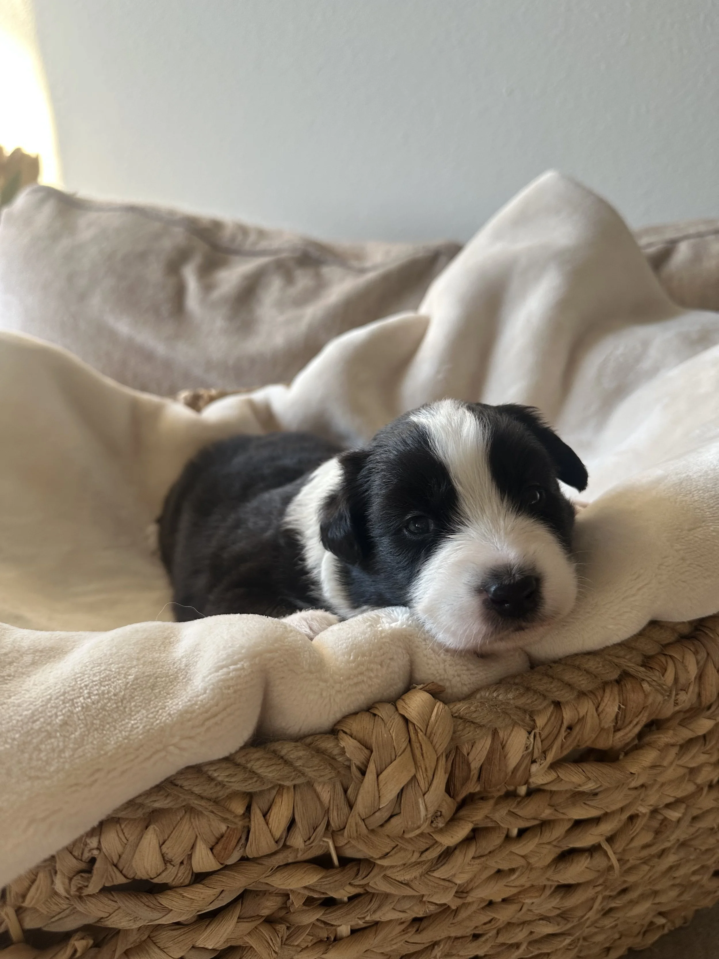 Cortado Day 19 2.jpg