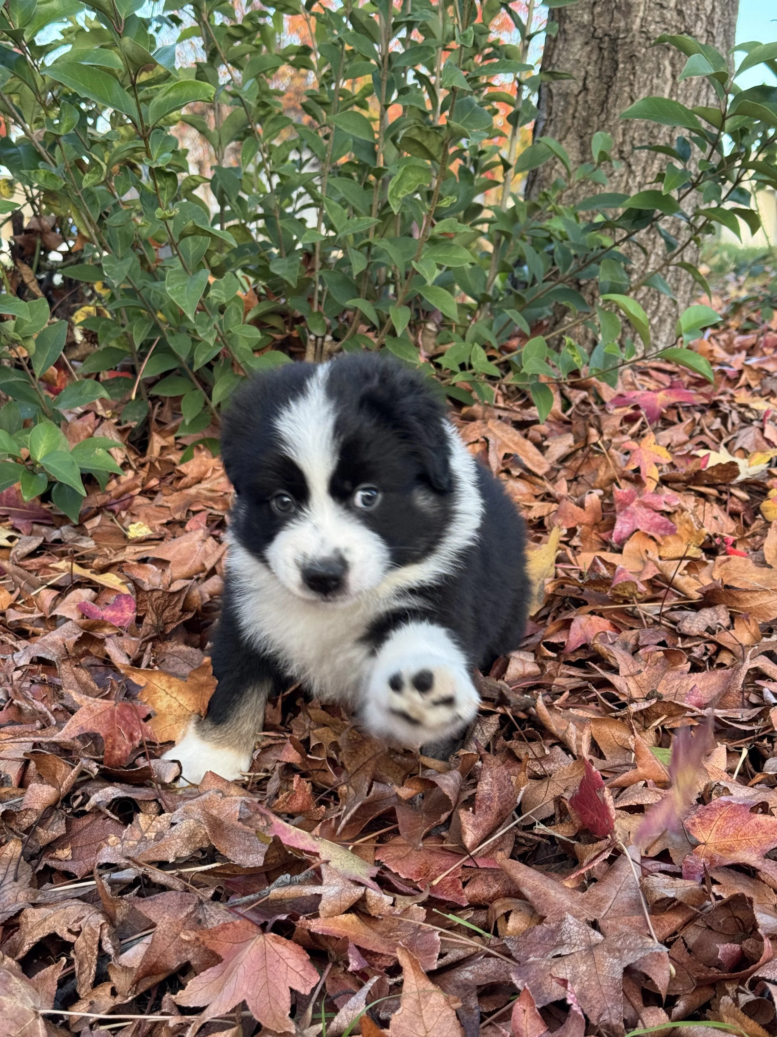 Cortado Day 40 3.jpg
