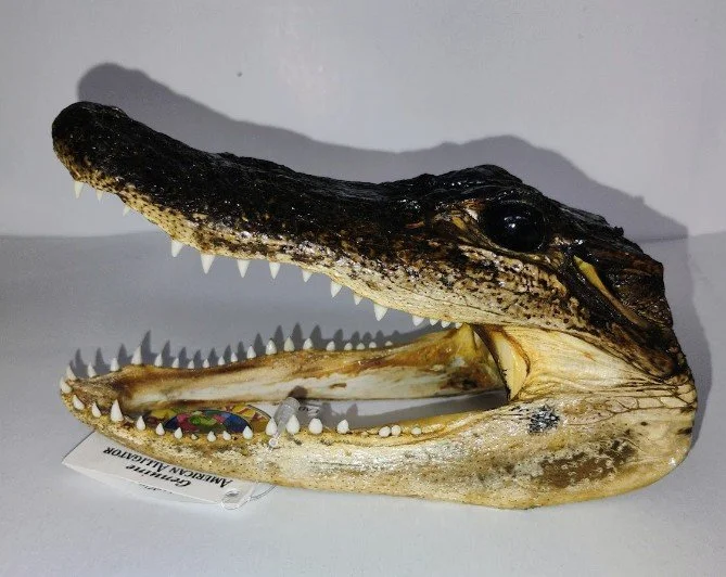 gator head image.png