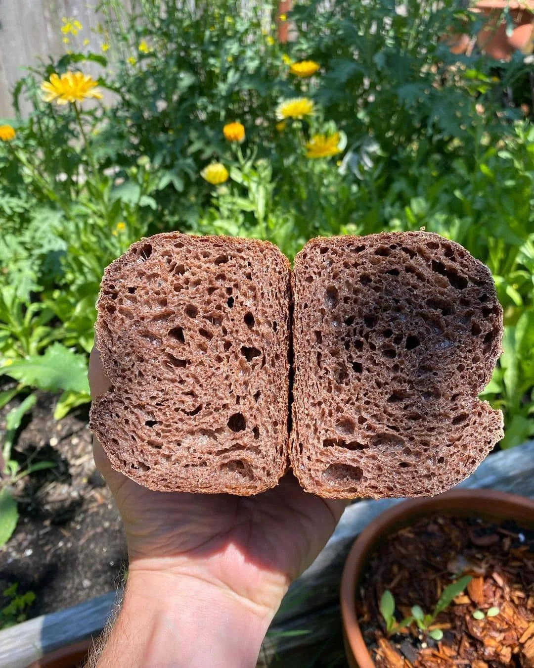 Cross section of a brown, porous loaf of bread being held in a person's hand, with a garden background of yellow flowers and green plants.